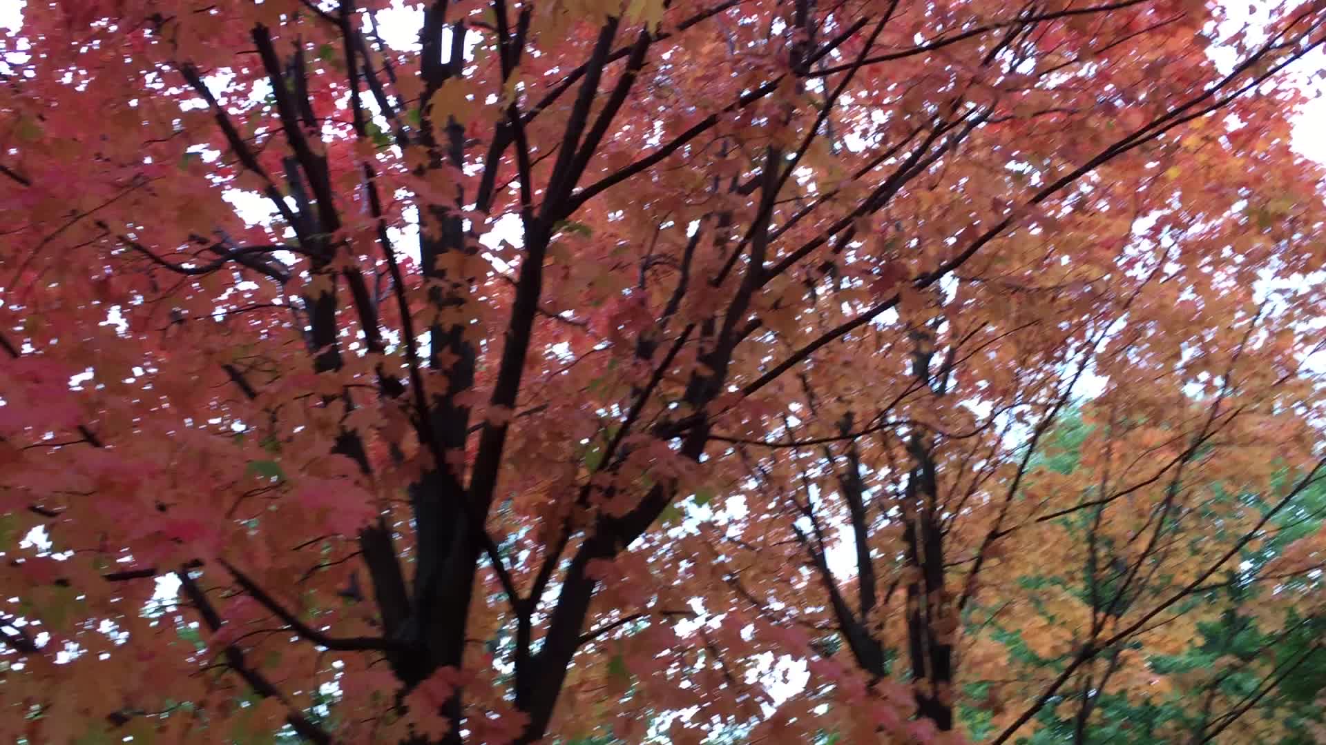 Colourful trees during the Autumn season in Canada