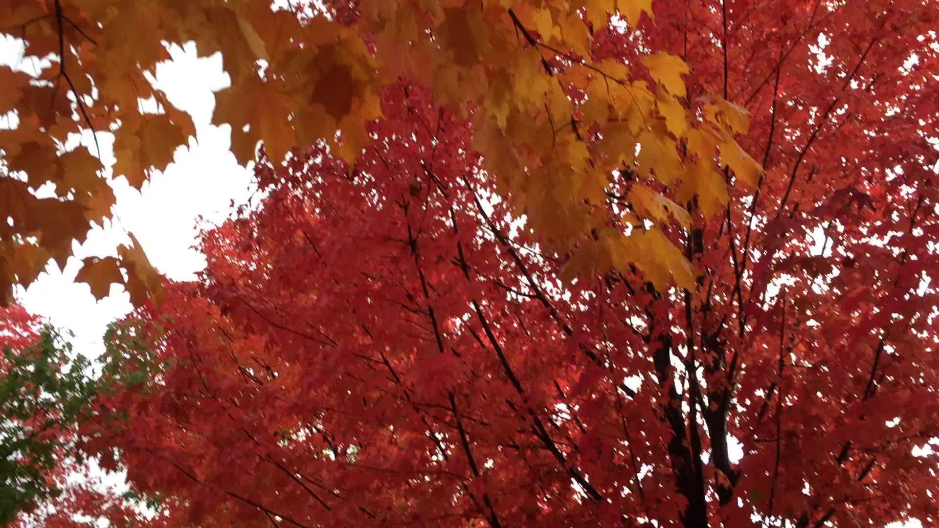 Colourful trees during the Autumn season in Canada