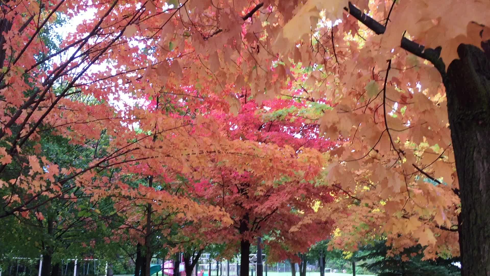 Colourful trees during the Autumn season in Canada
