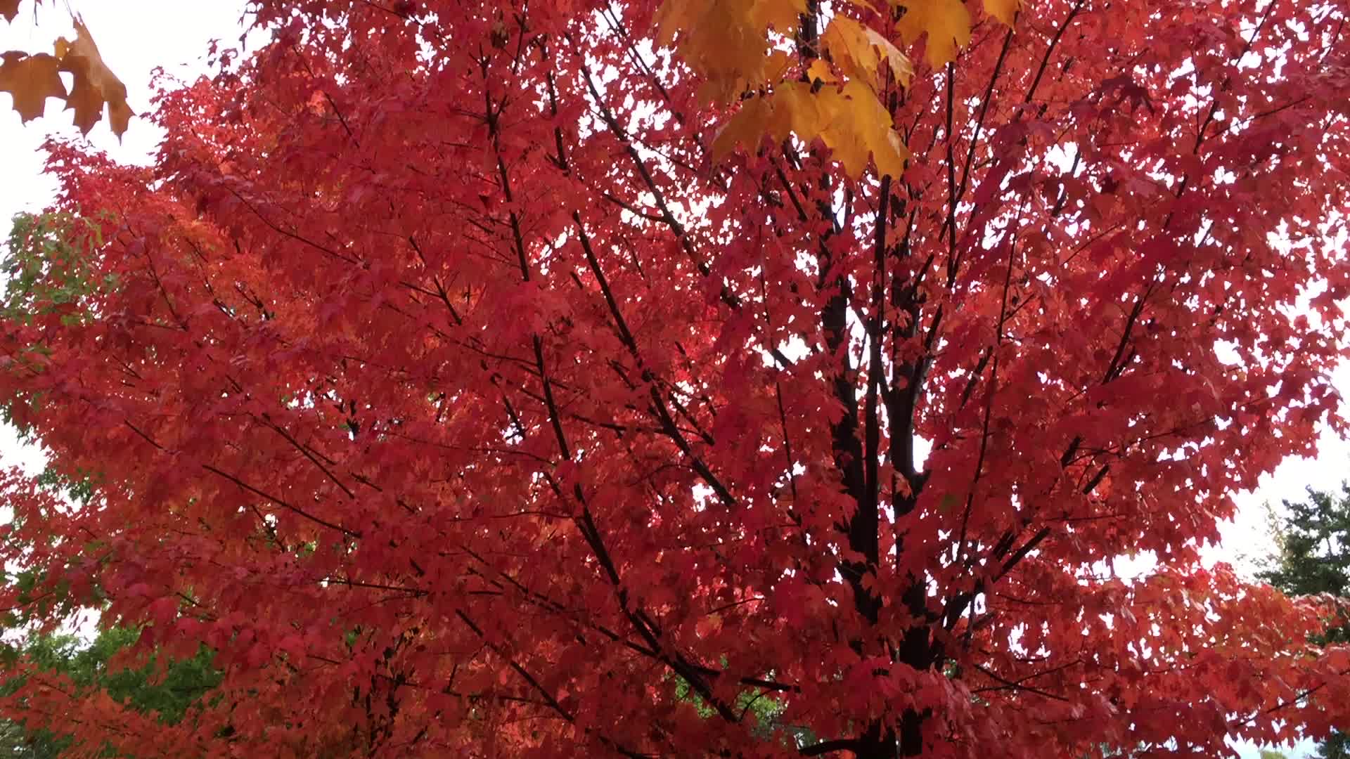 Colourful trees during the Autumn season in Canada
