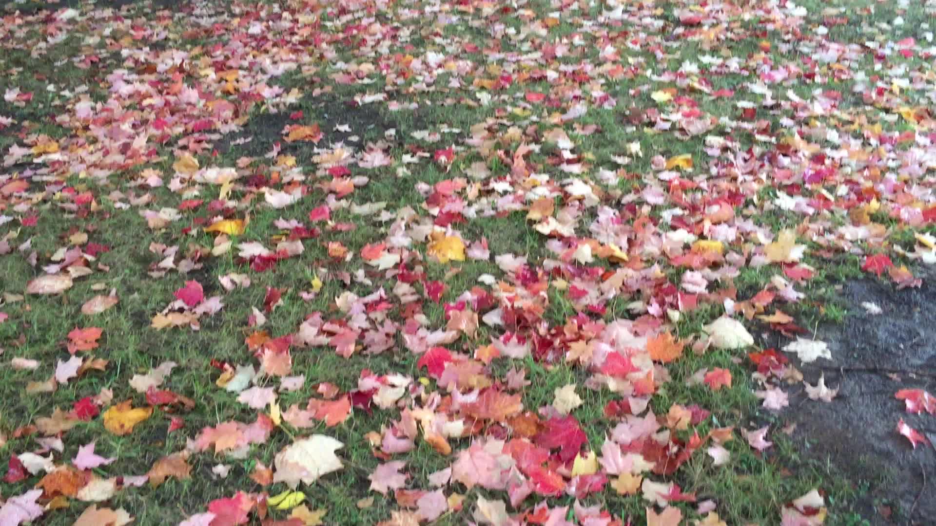 Colourful trees during the Autumn season in Canada