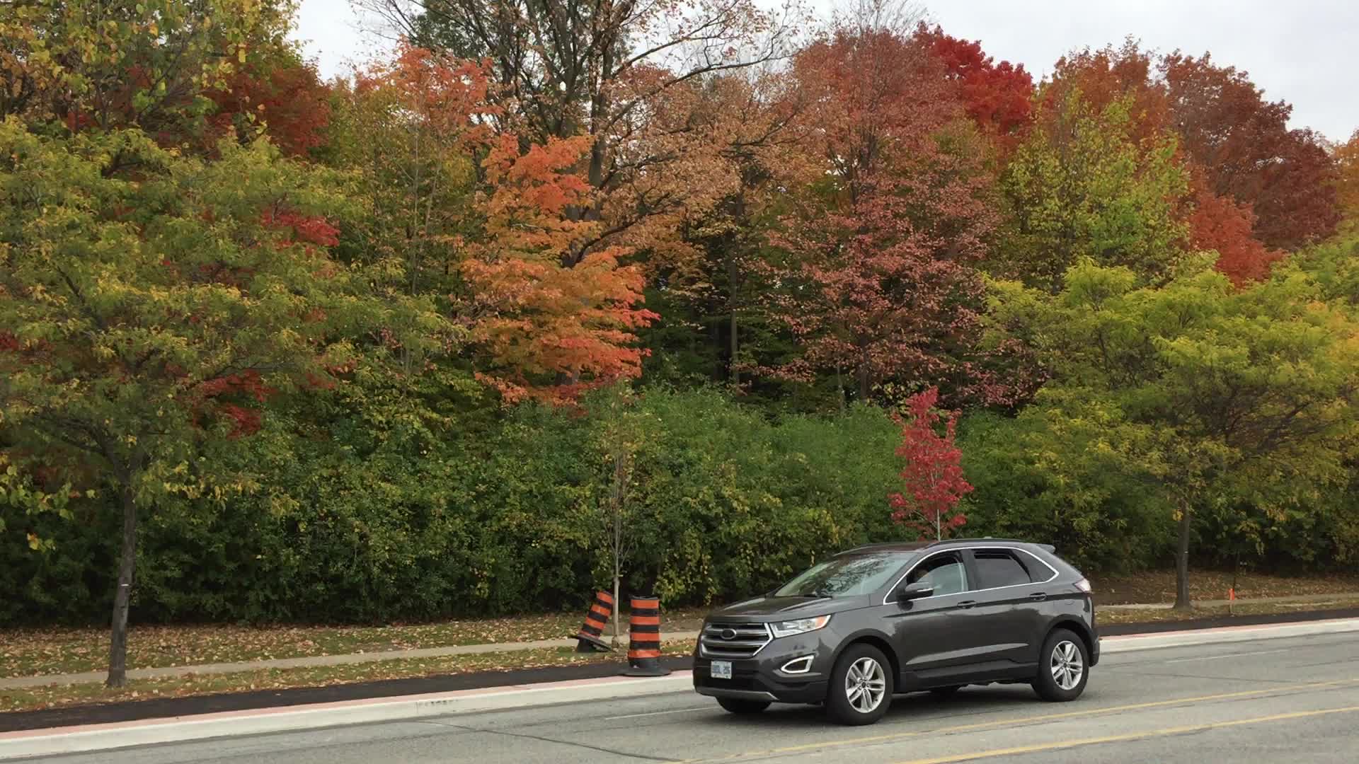 Colourful trees during the Autumn season in Canada