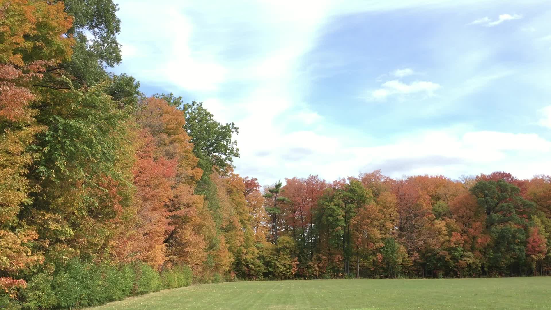 Colourful trees during the Autumn season in Canada