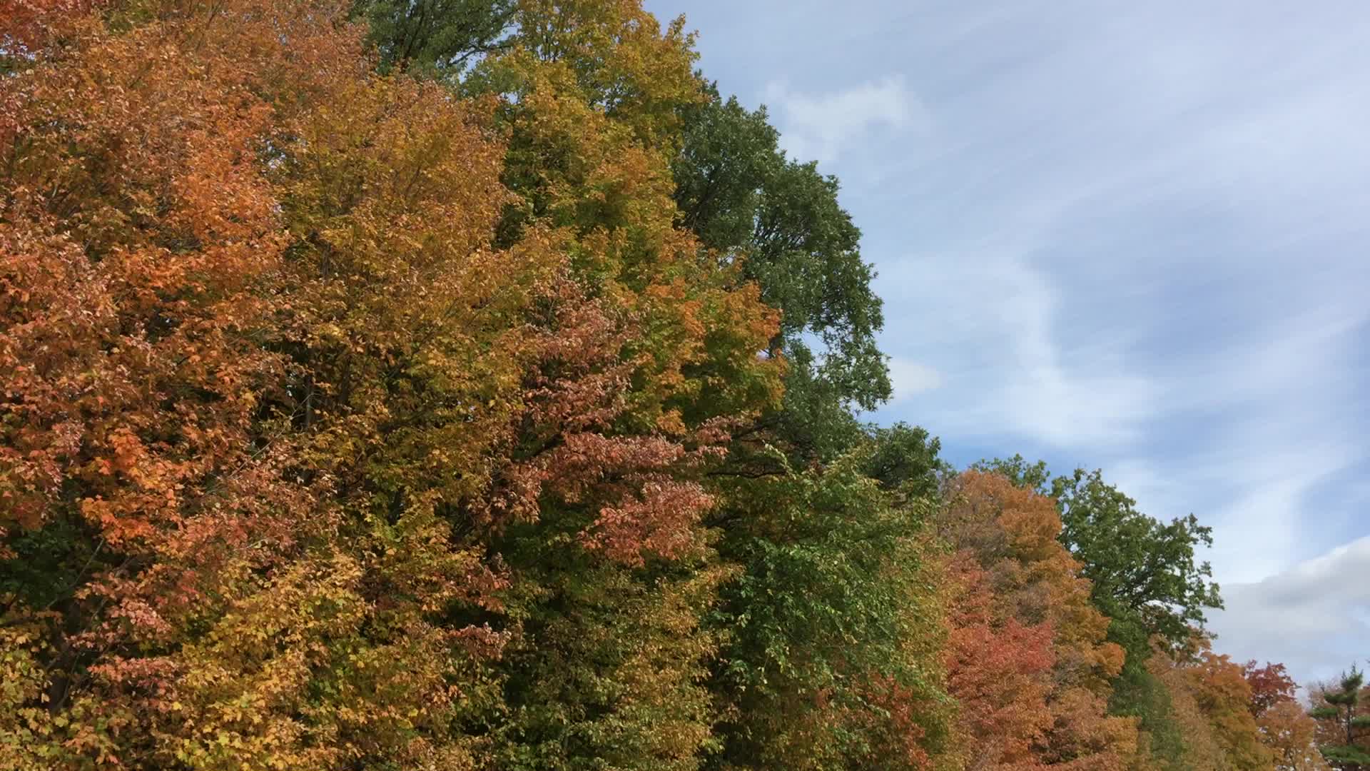 Colourful trees during the Autumn season in Canada