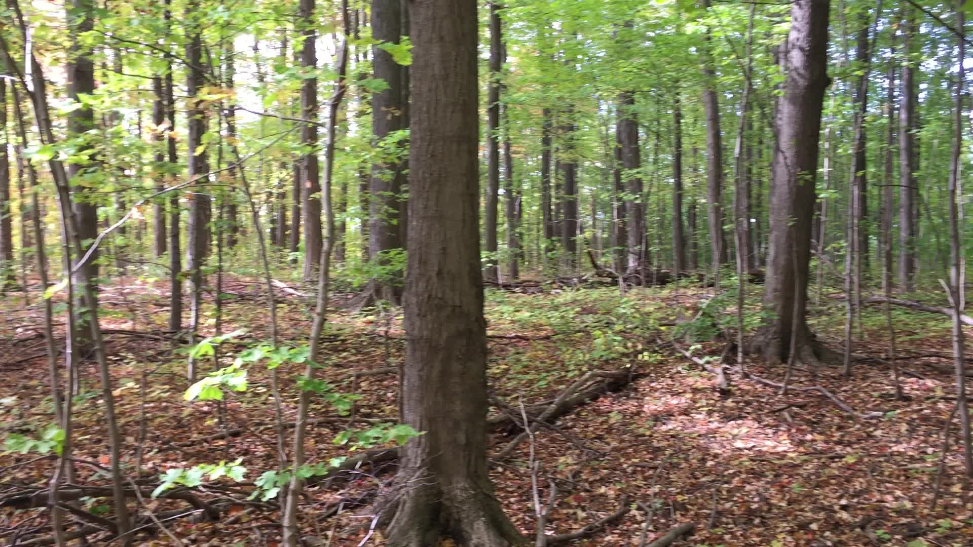 Colourful trees during the Autumn season in Canada
