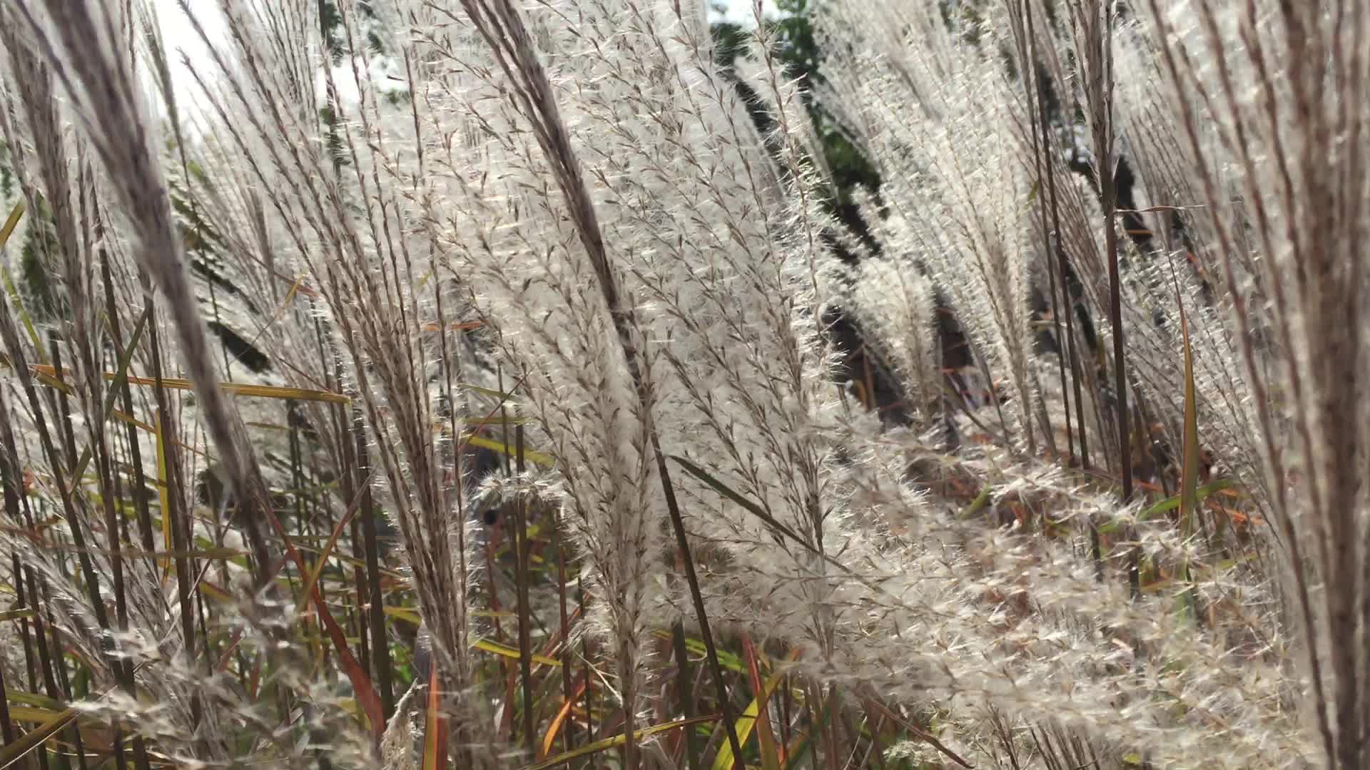 Autumn season in Canada