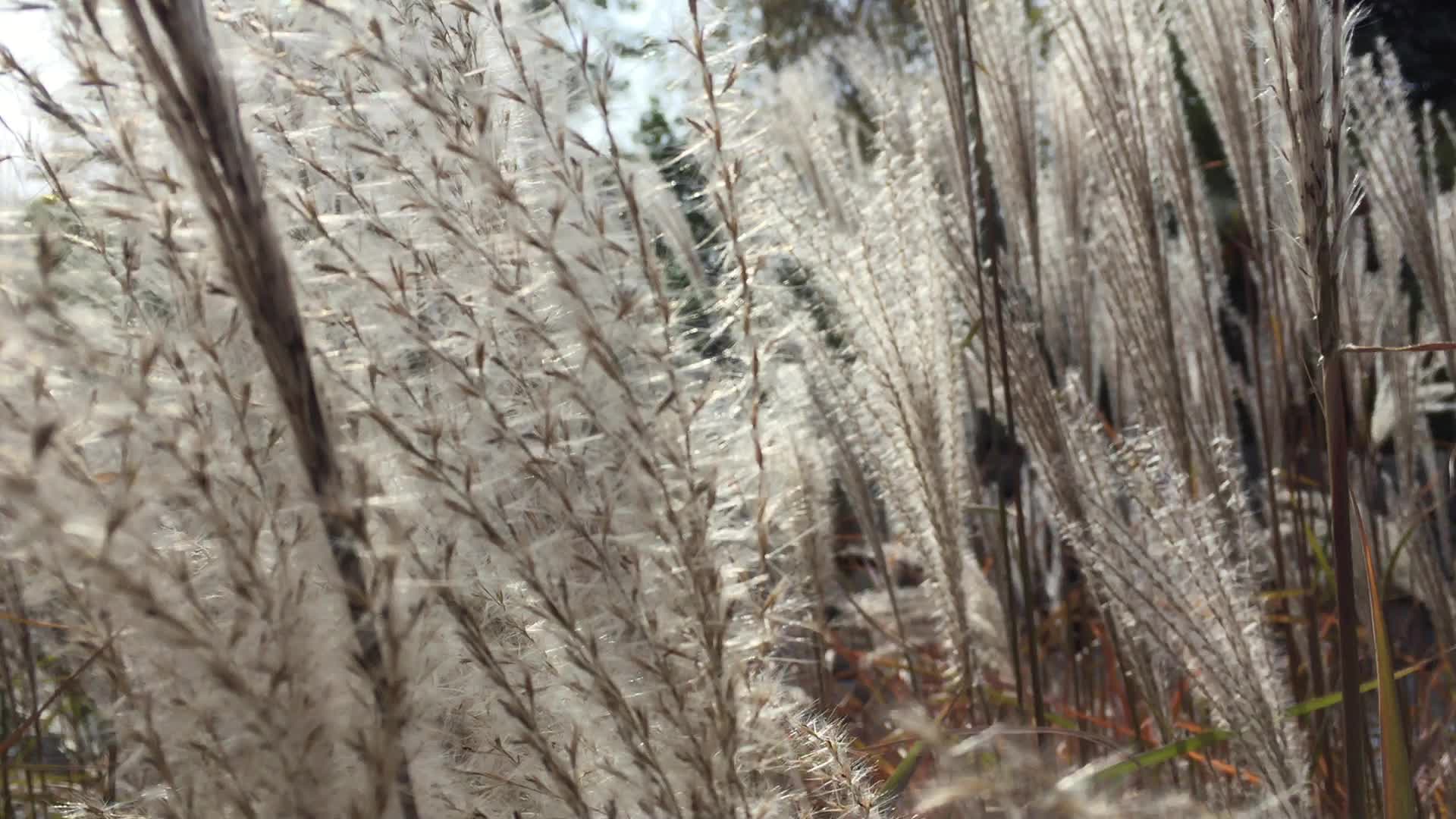 Autumn season in Canada