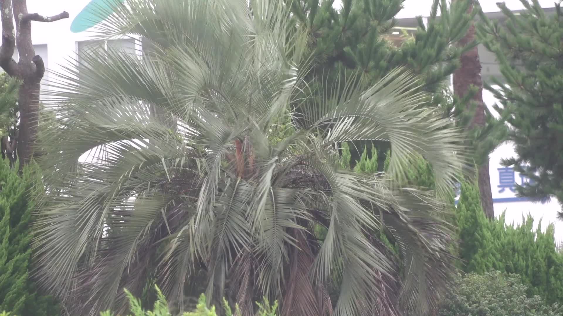 Typhoon Chan-hom threatens western Japan