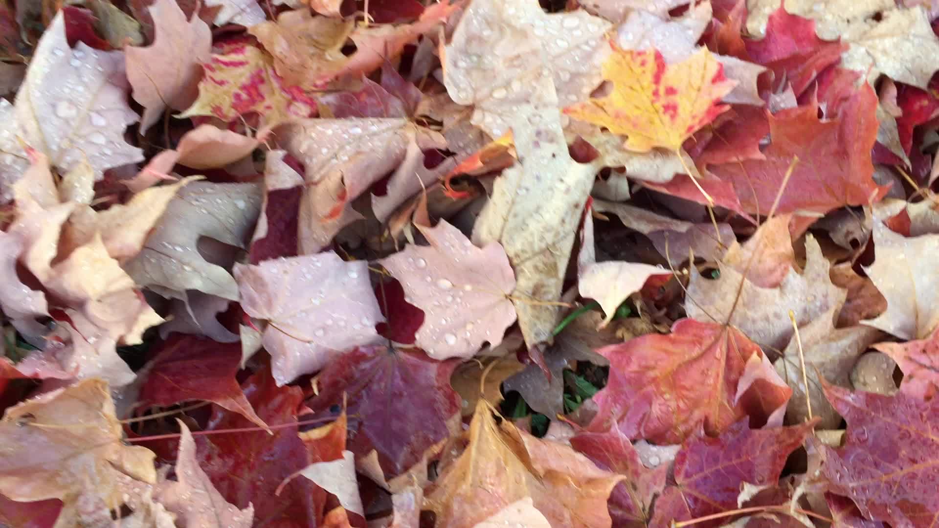 Colourful autumn leaves