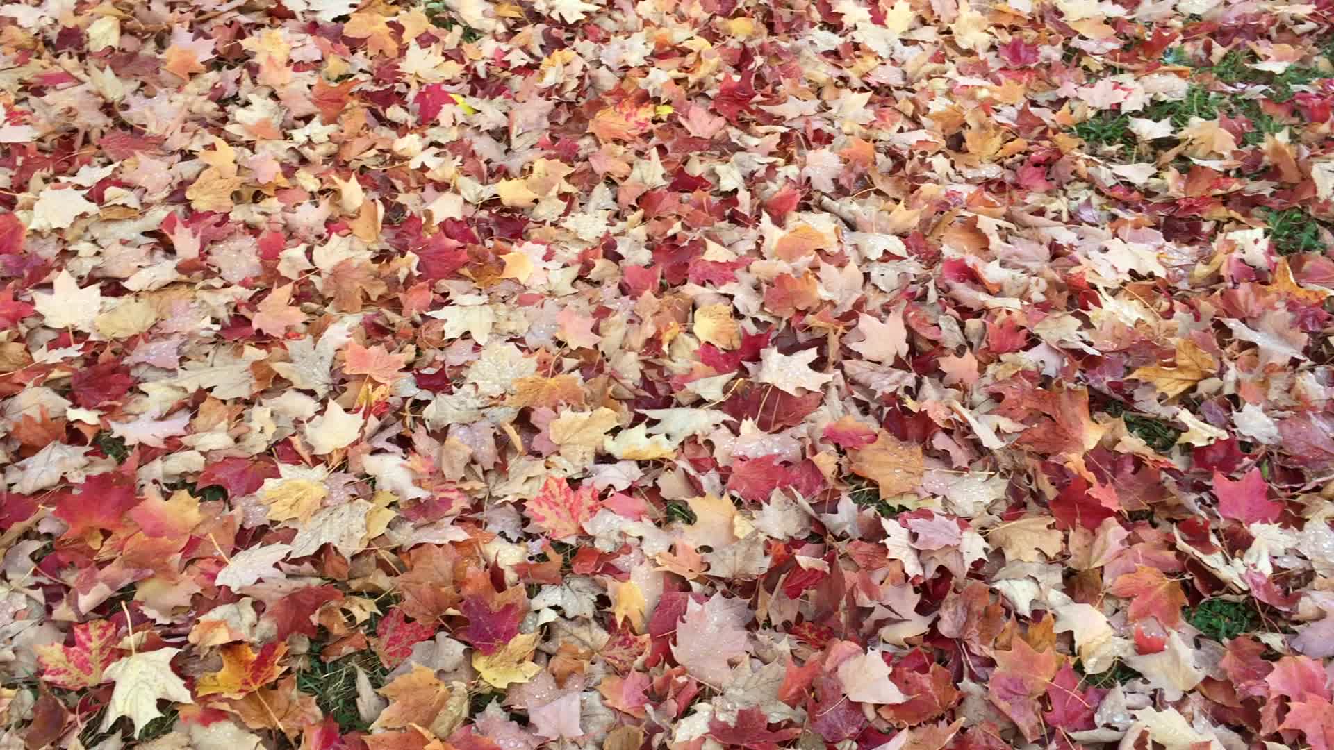 Colourful autumn leaves