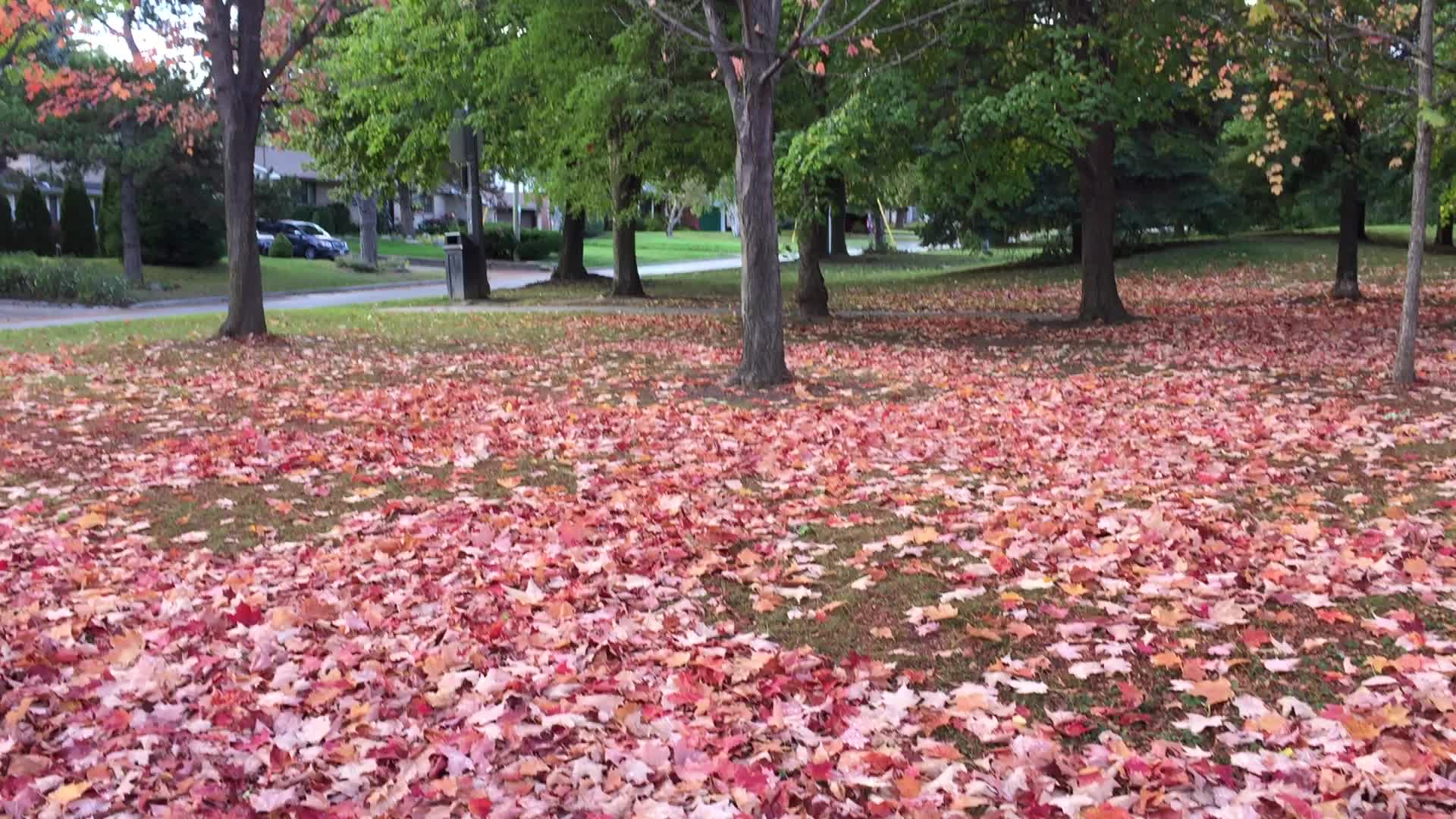 Colourful autumn leaves