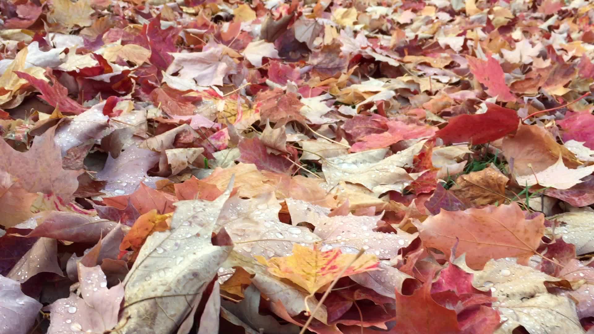 Colourful autumn leaves