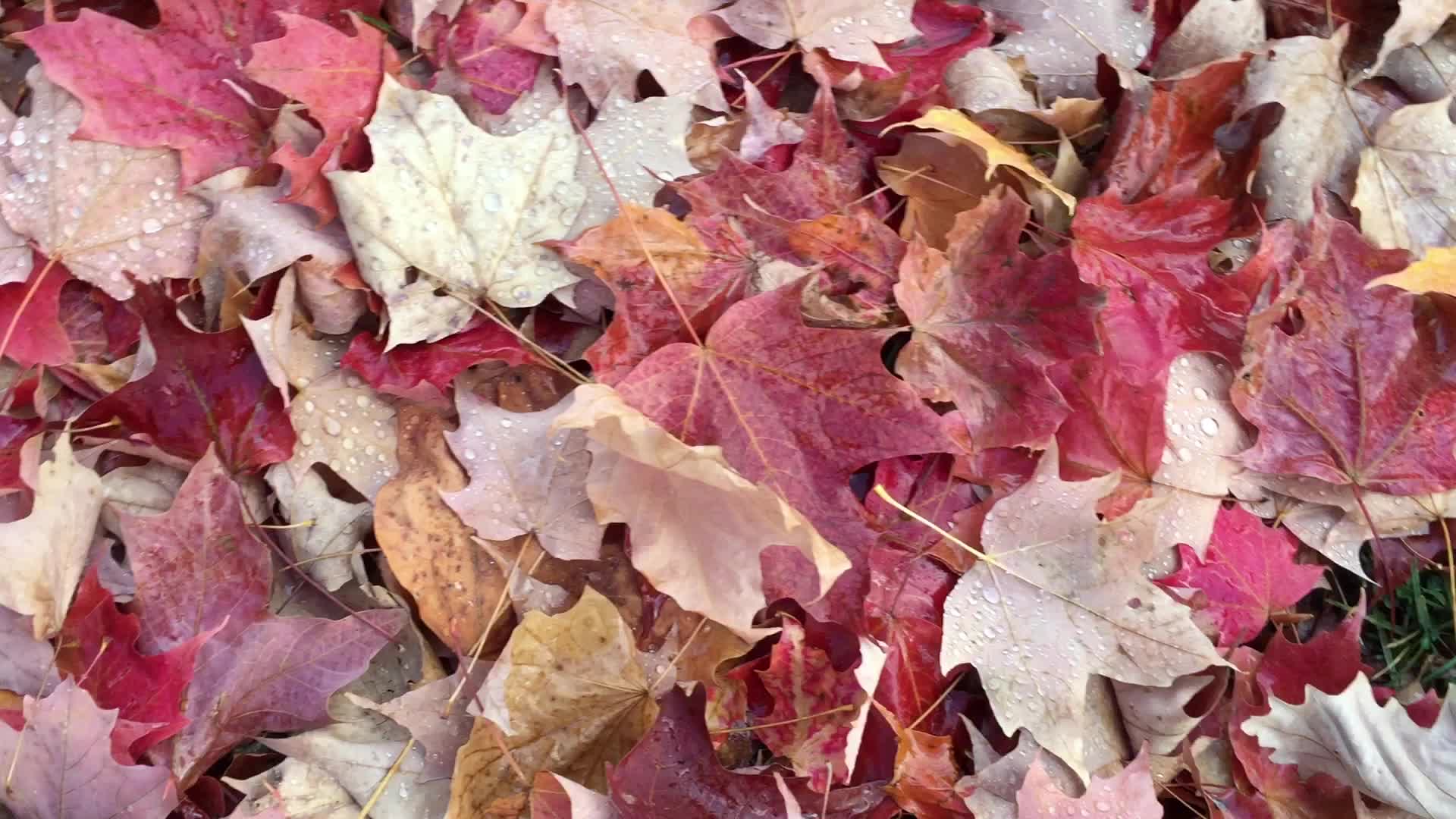 Colourful autumn leaves