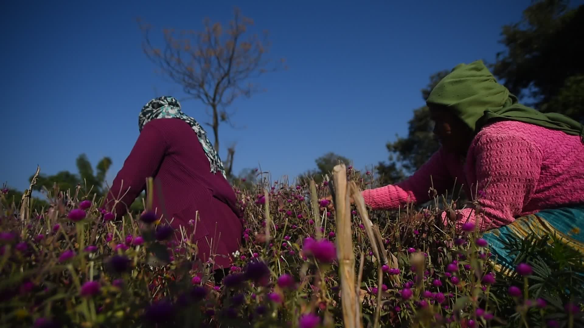 Gomphrena globosa 'makhmali flower' for Tihar Festival