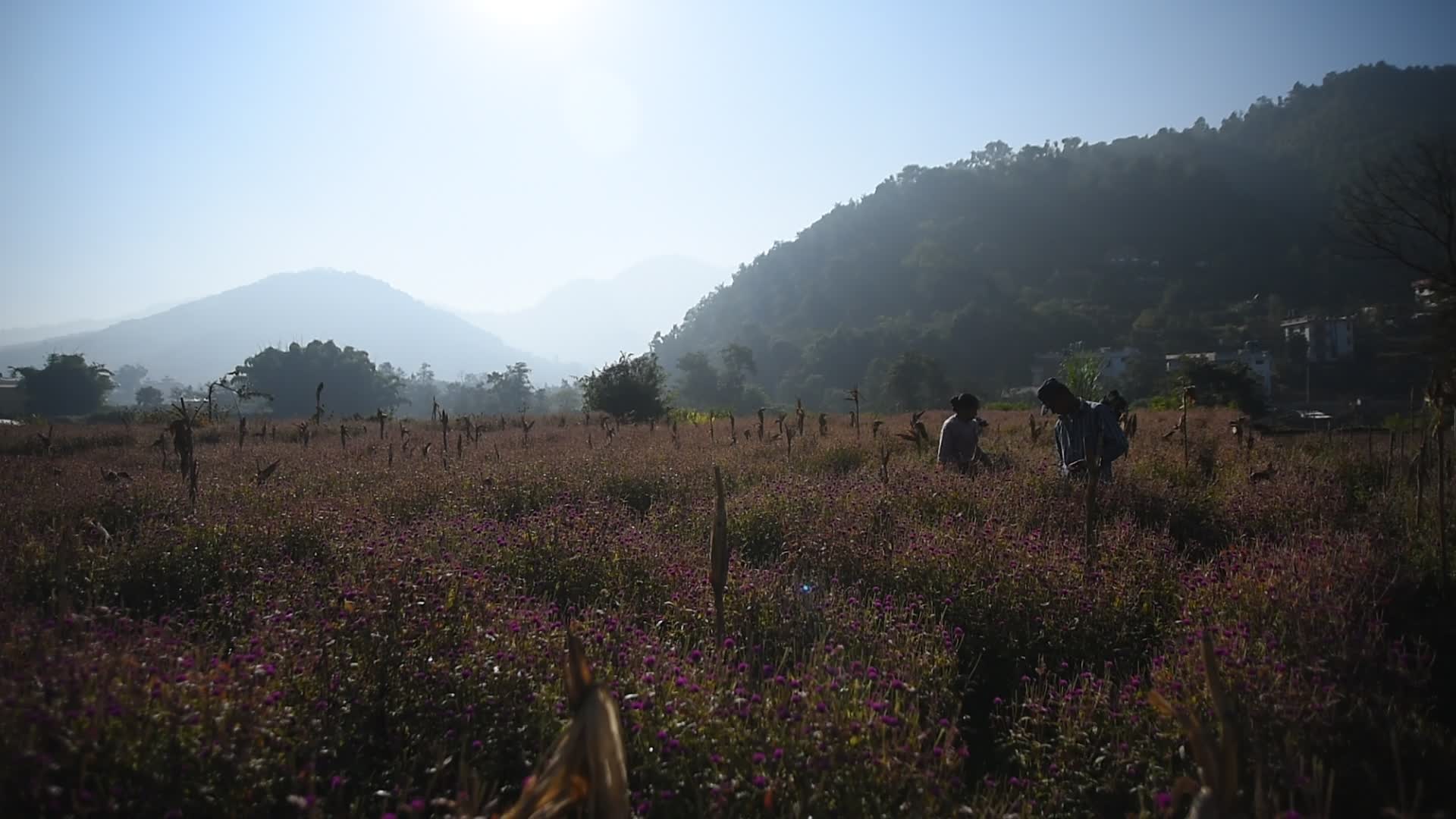 Gomphrena globosa 'makhmali flower' for Tihar Festival