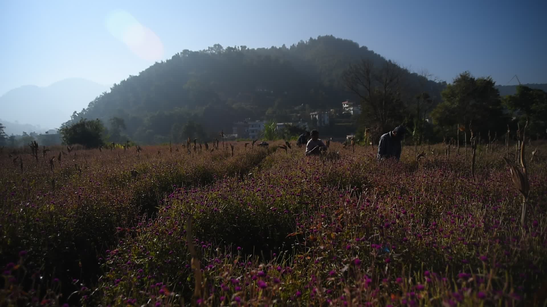 Gomphrena globosa 'makhmali flower' for Tihar Festival