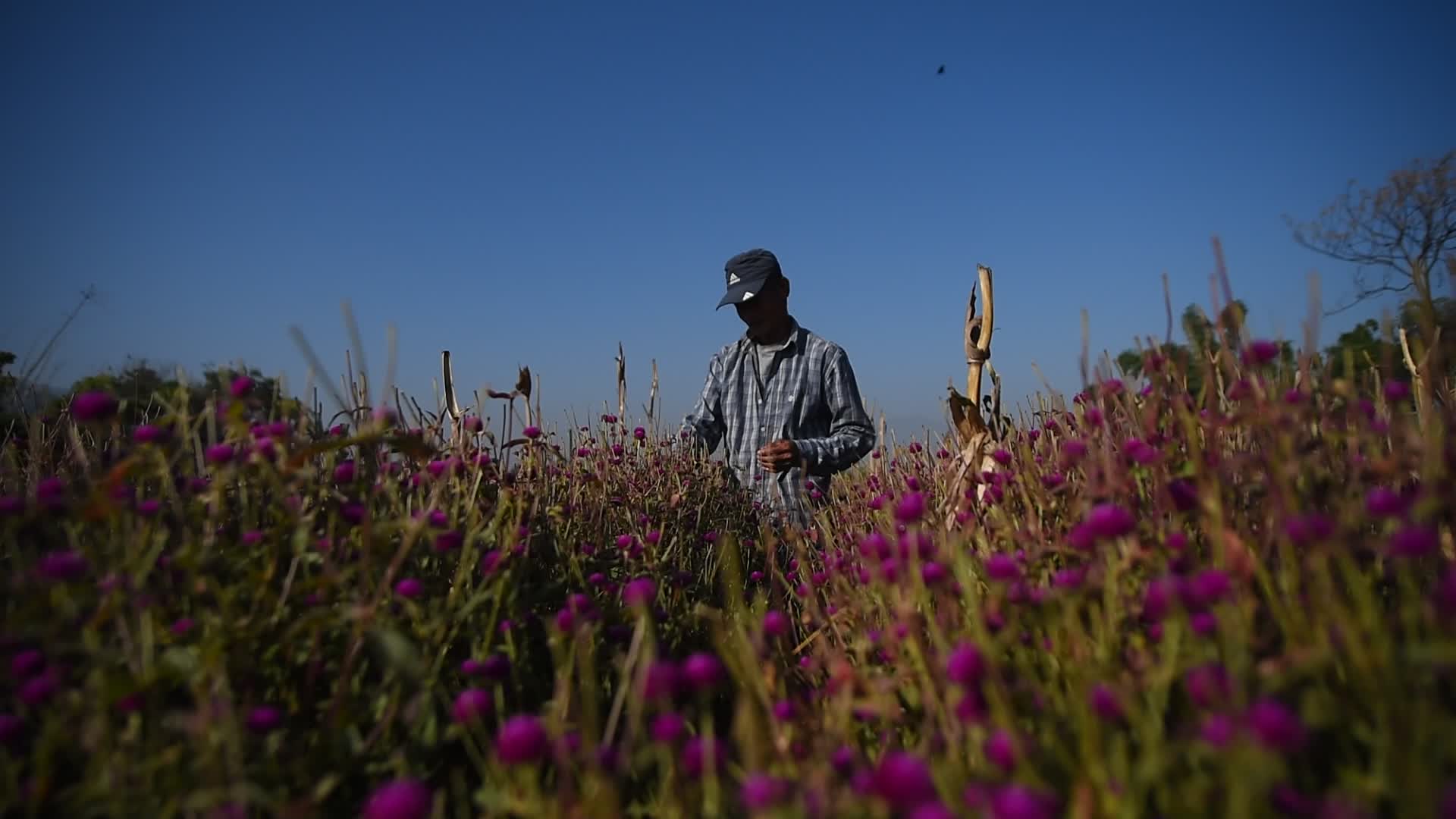 Gomphrena globosa 'makhmali flower' for Tihar Festival