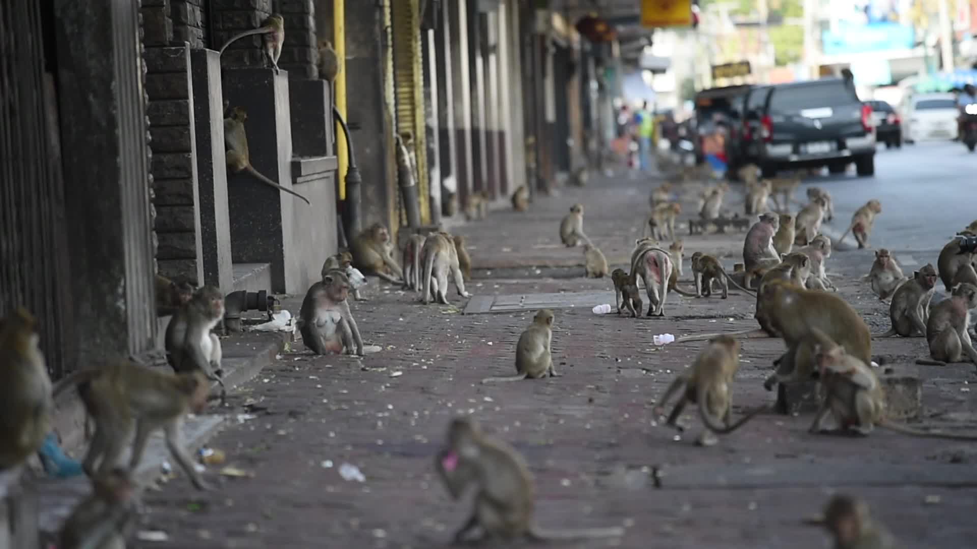 Monkey Buffet Festival in Thailand 2020