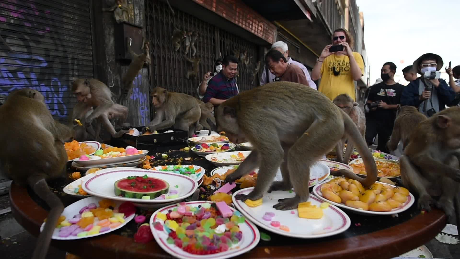 Monkey Buffet Festival in Thailand 2020