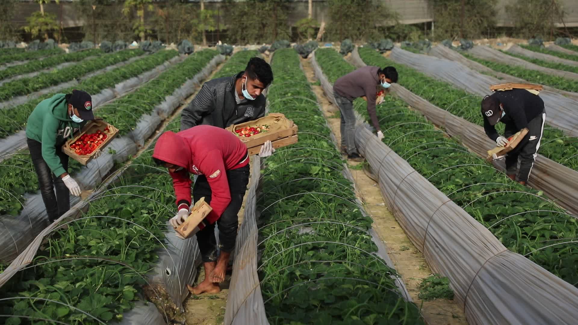 Strawberries harvest In Gaza