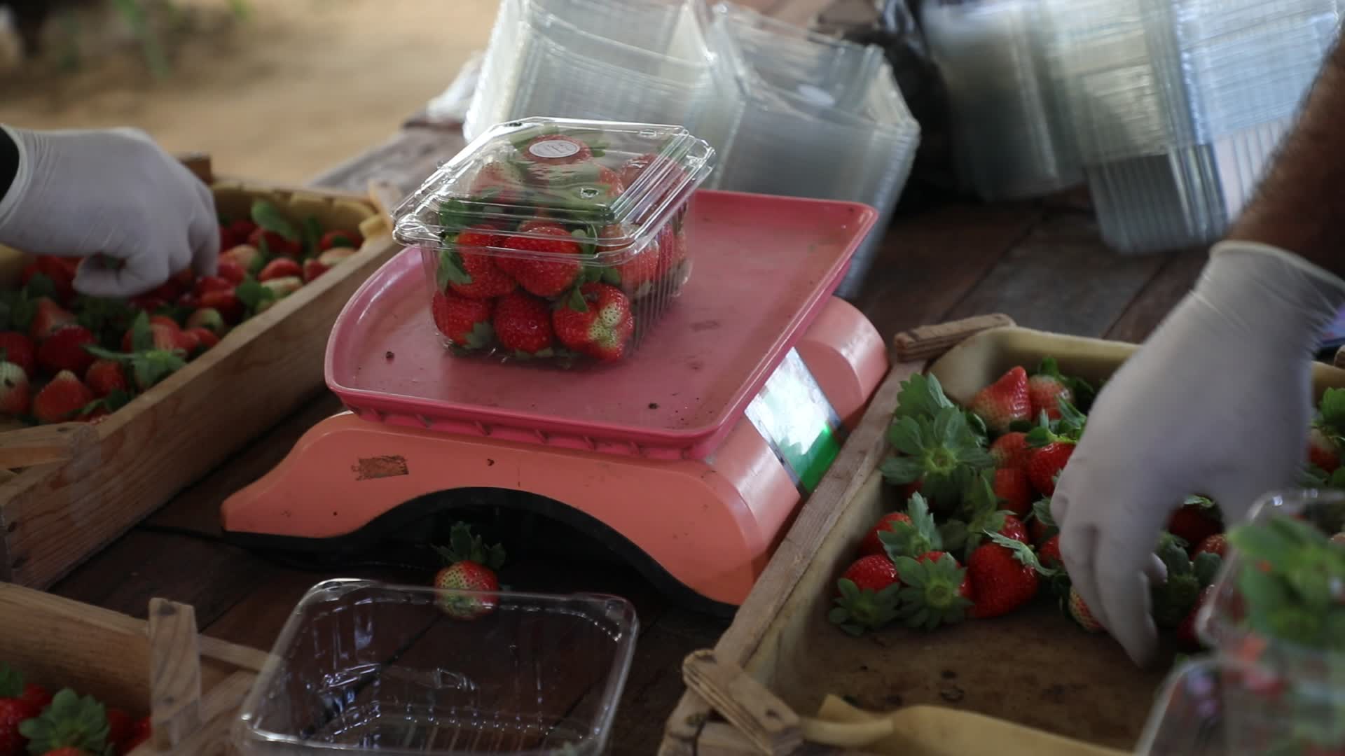 Strawberries harvest In Gaza