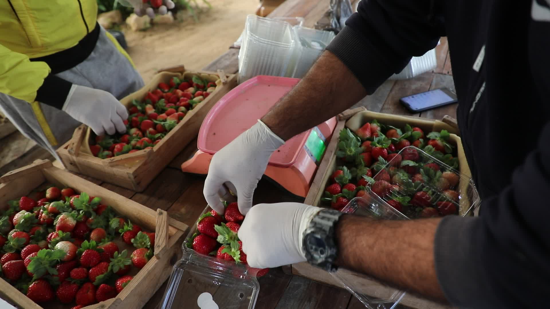 Strawberries harvest In Gaza