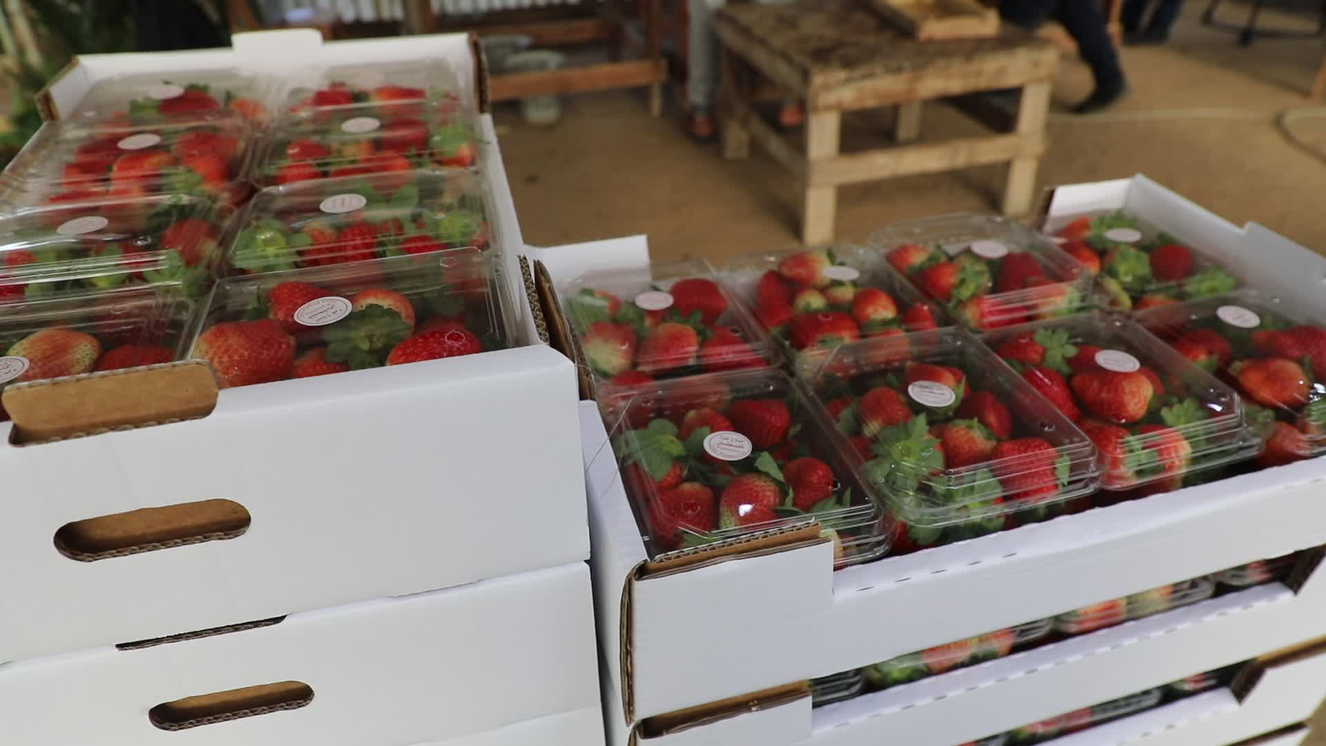 Strawberries harvest In Gaza