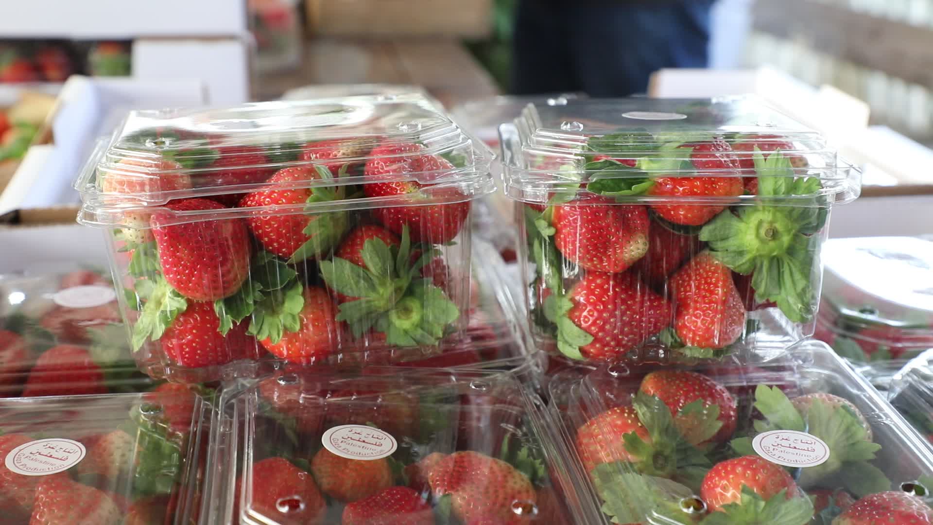 Strawberries harvest In Gaza