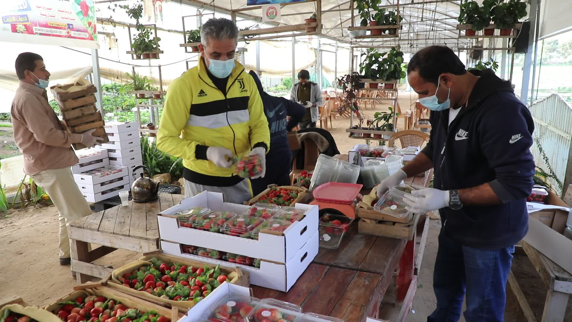 Strawberries harvest In Gaza
