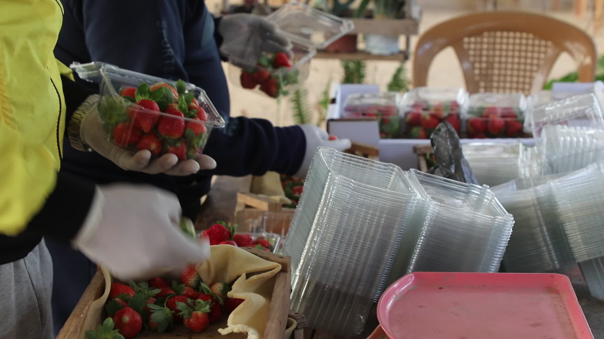 Strawberries harvest In Gaza