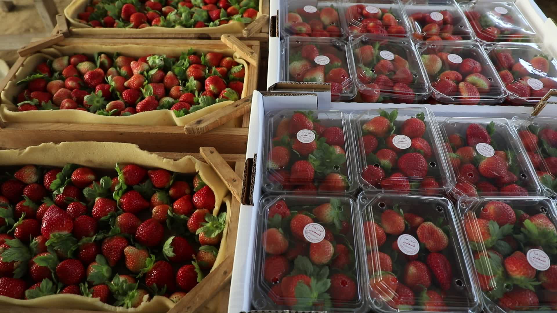Strawberries harvest In Gaza