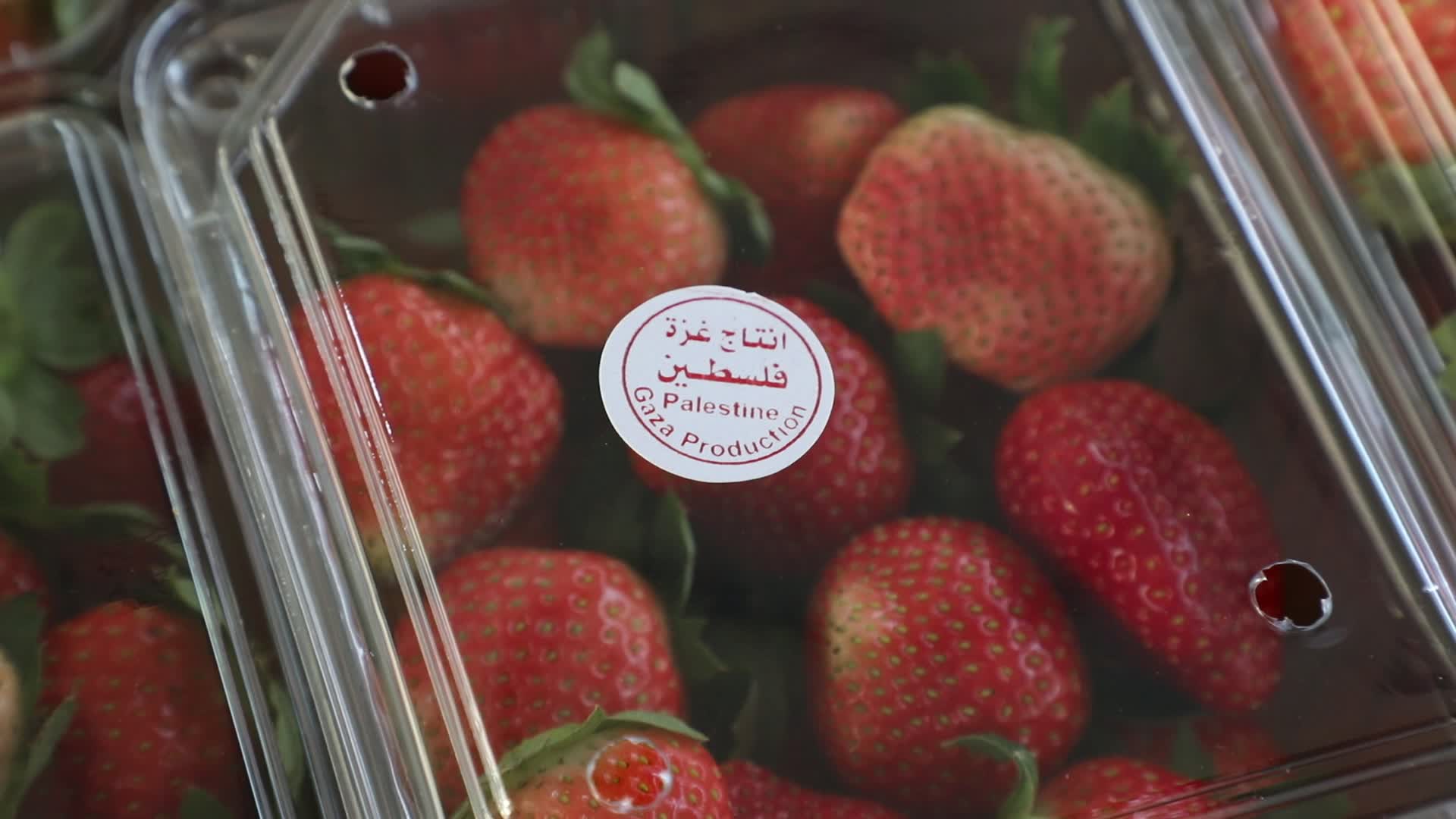 Strawberries harvest In Gaza