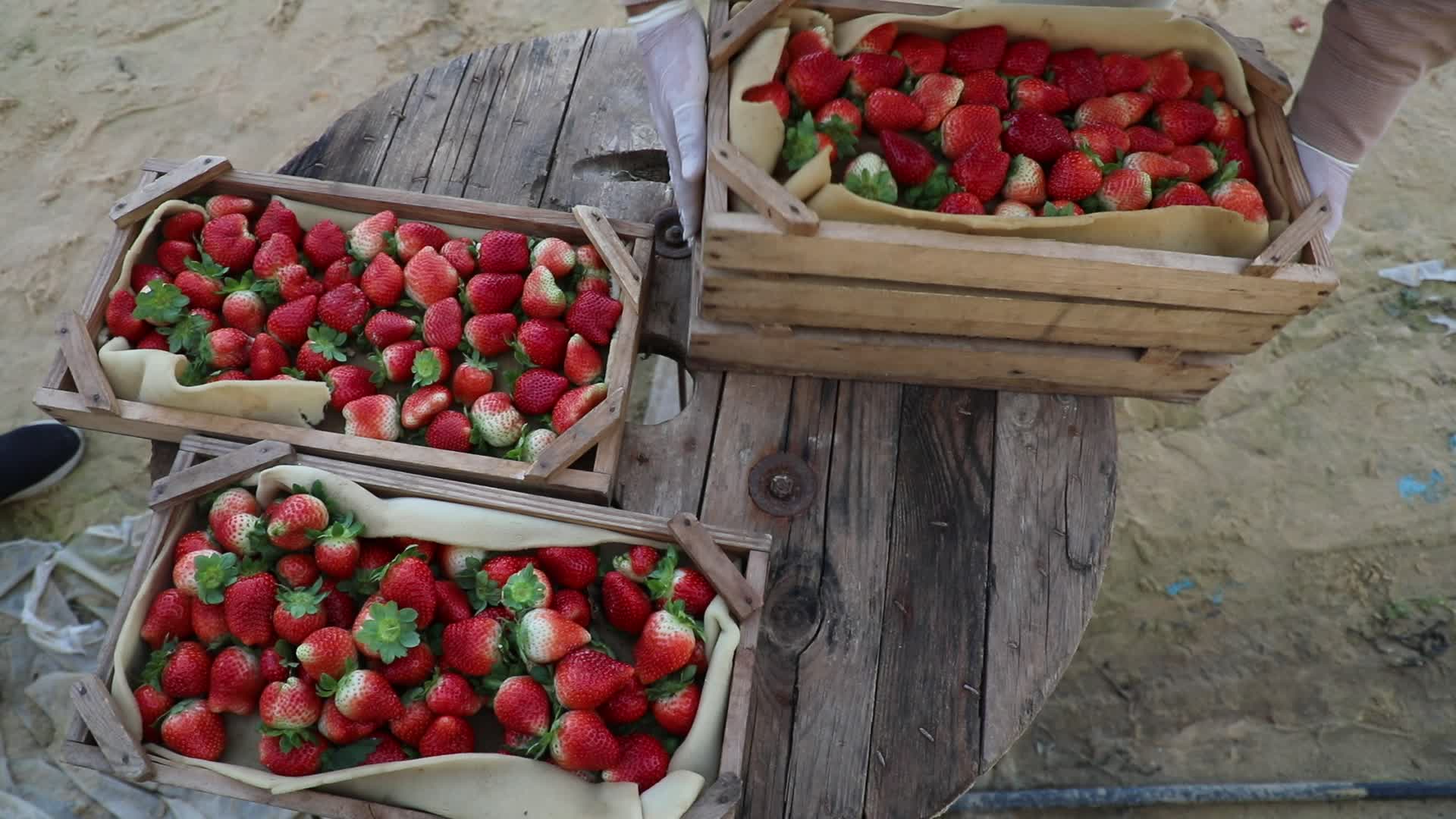 Strawberries harvest In Gaza