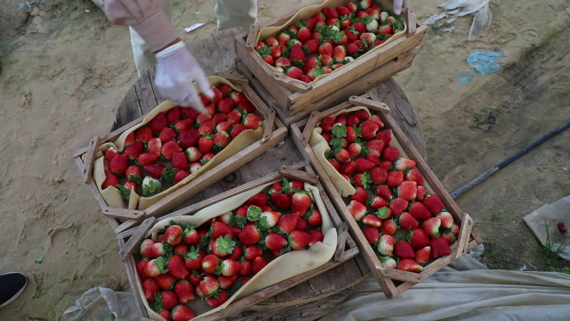 Strawberries harvest In Gaza
