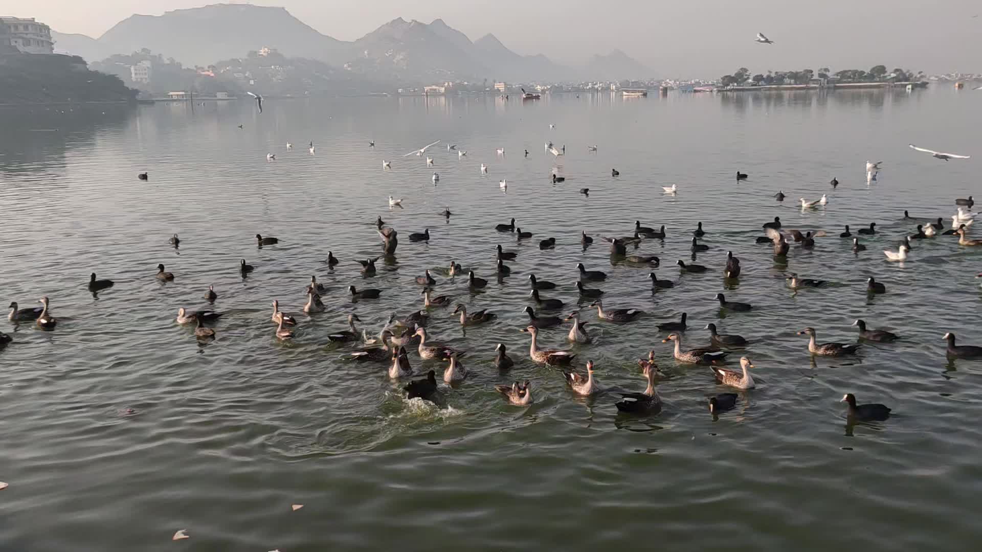 Migratory Birds swim inside the Anasagar lake