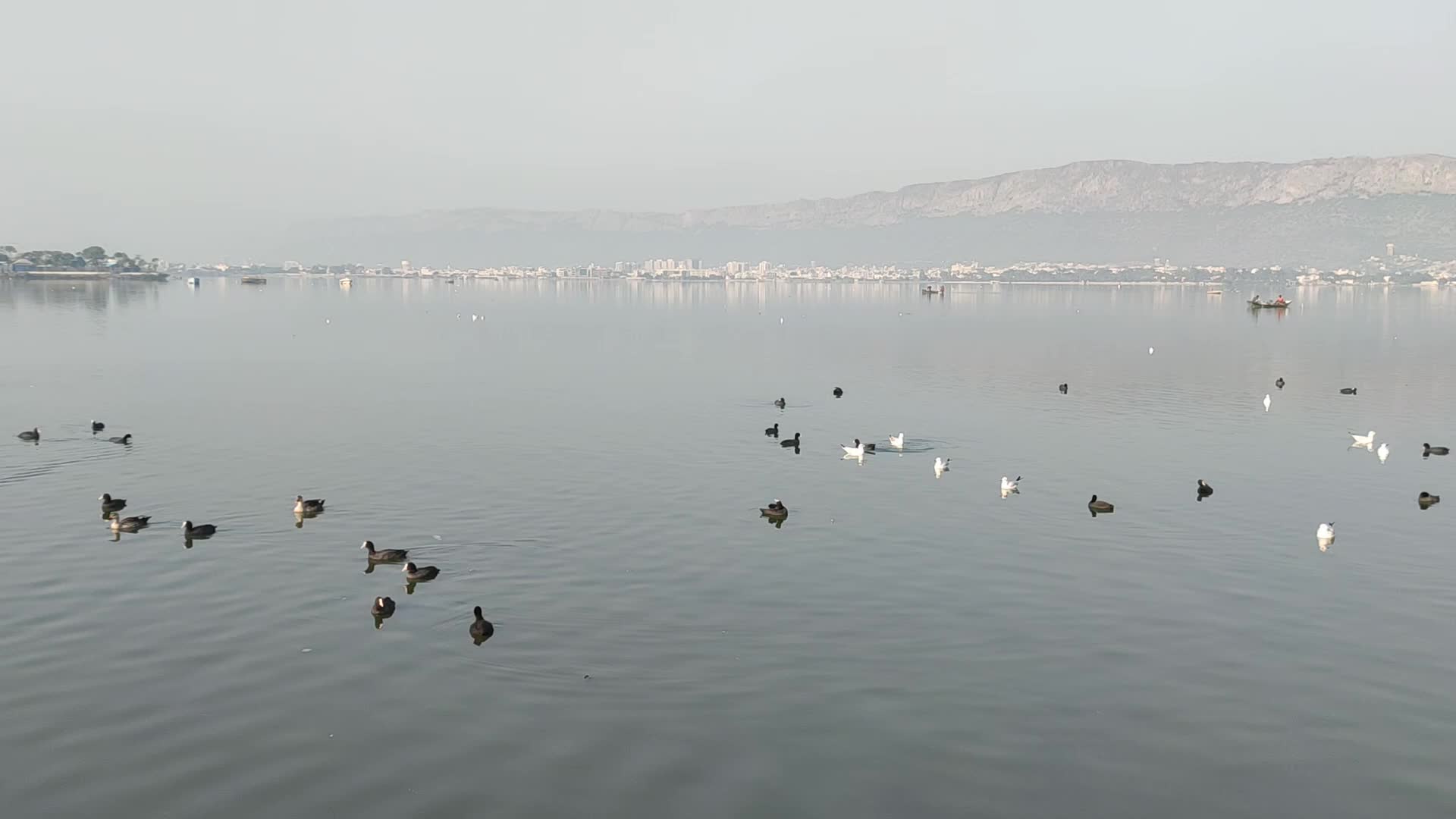 Migratory Birds swim inside the Anasagar lake