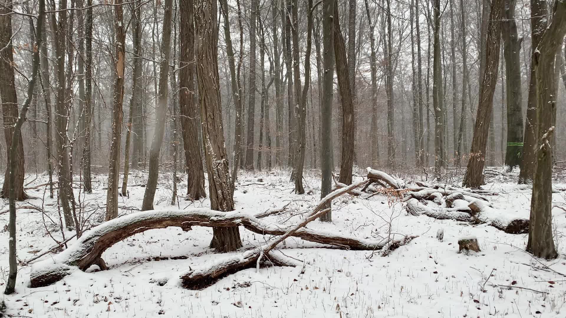 Snow in Stuttgart