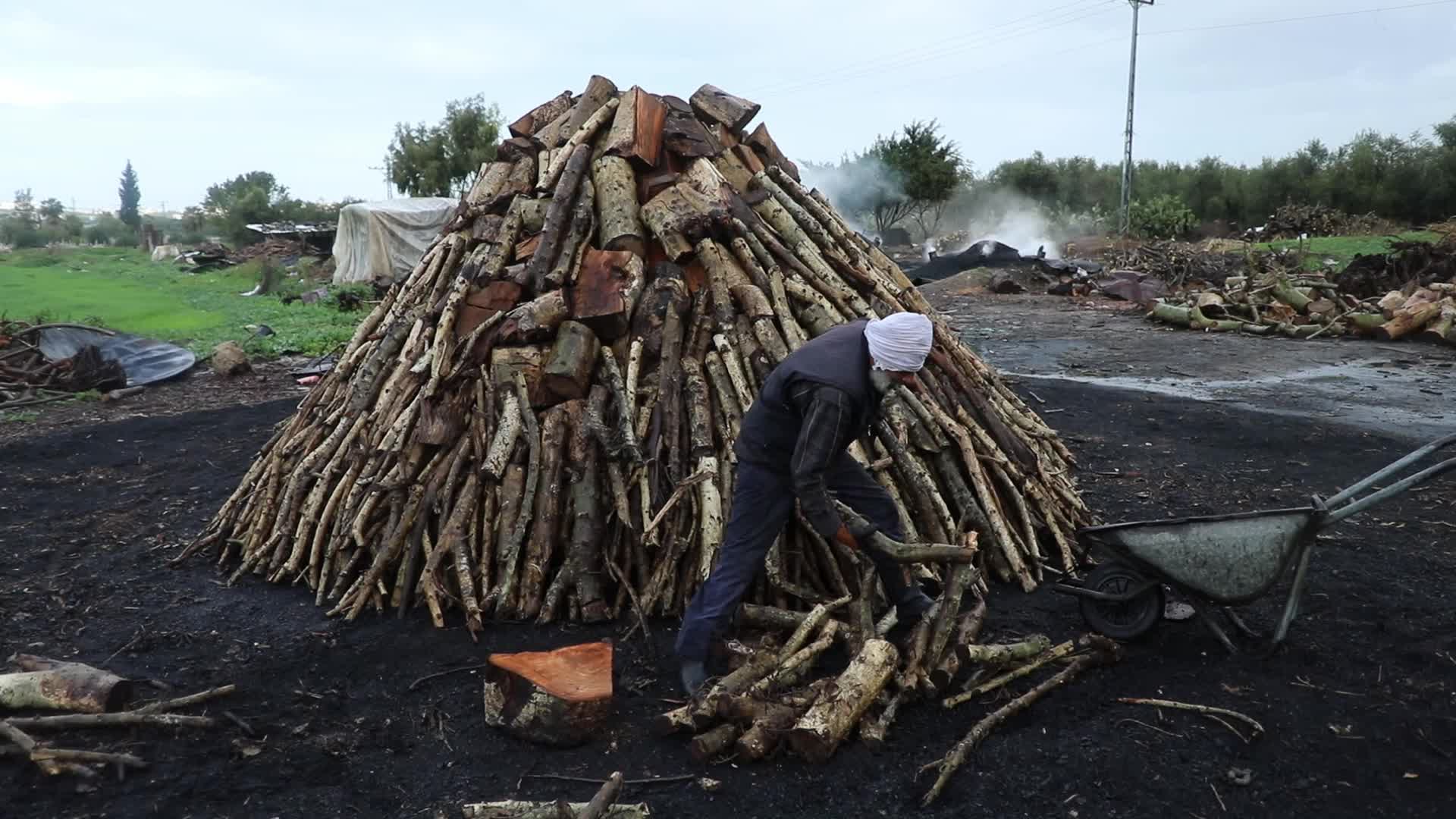 Woodcutters in Gaza, Palestine
