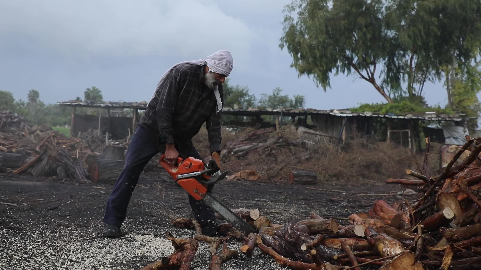 Woodcutters in Gaza, Palestine