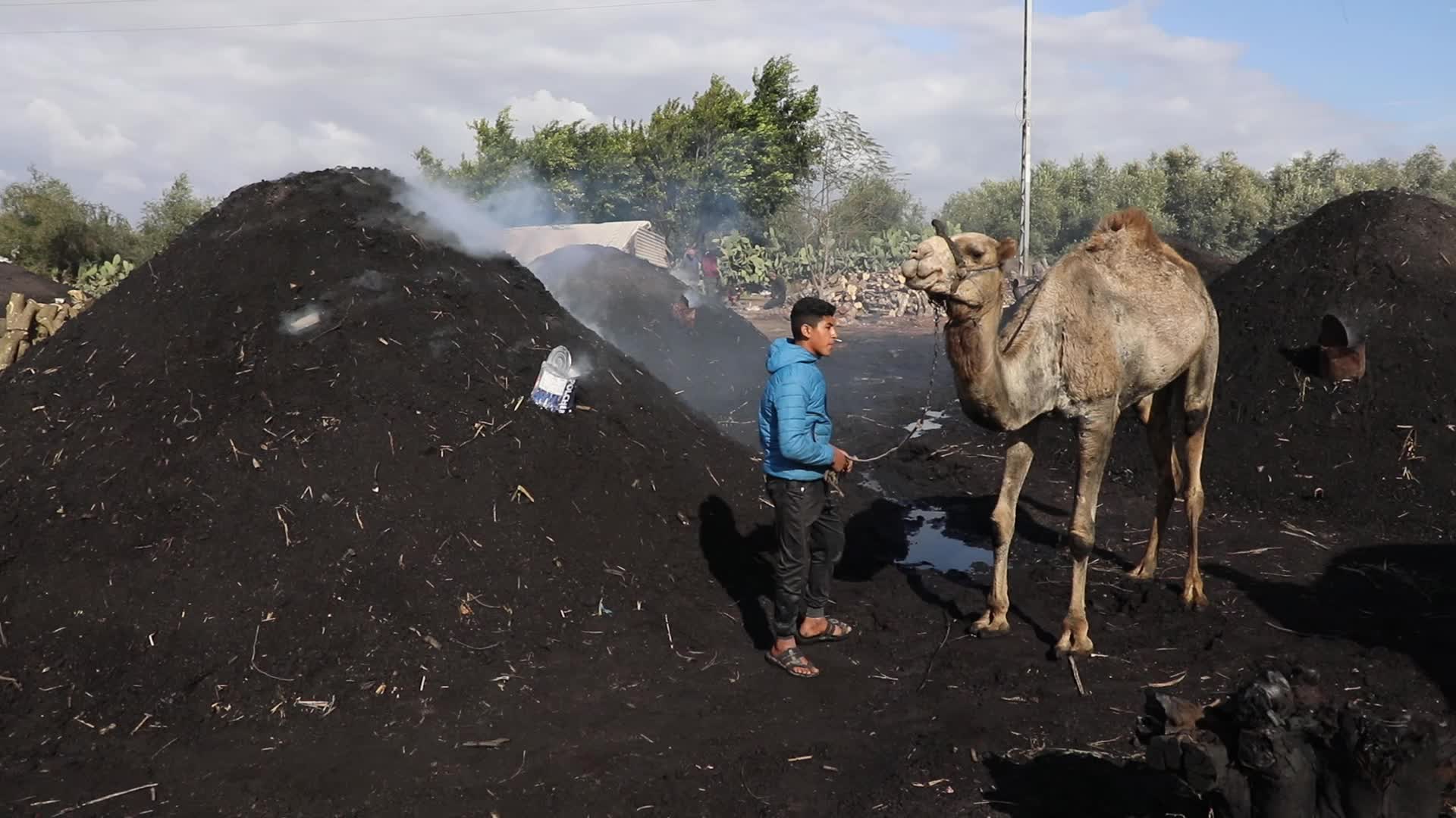 Woodcutters in Gaza, Palestine