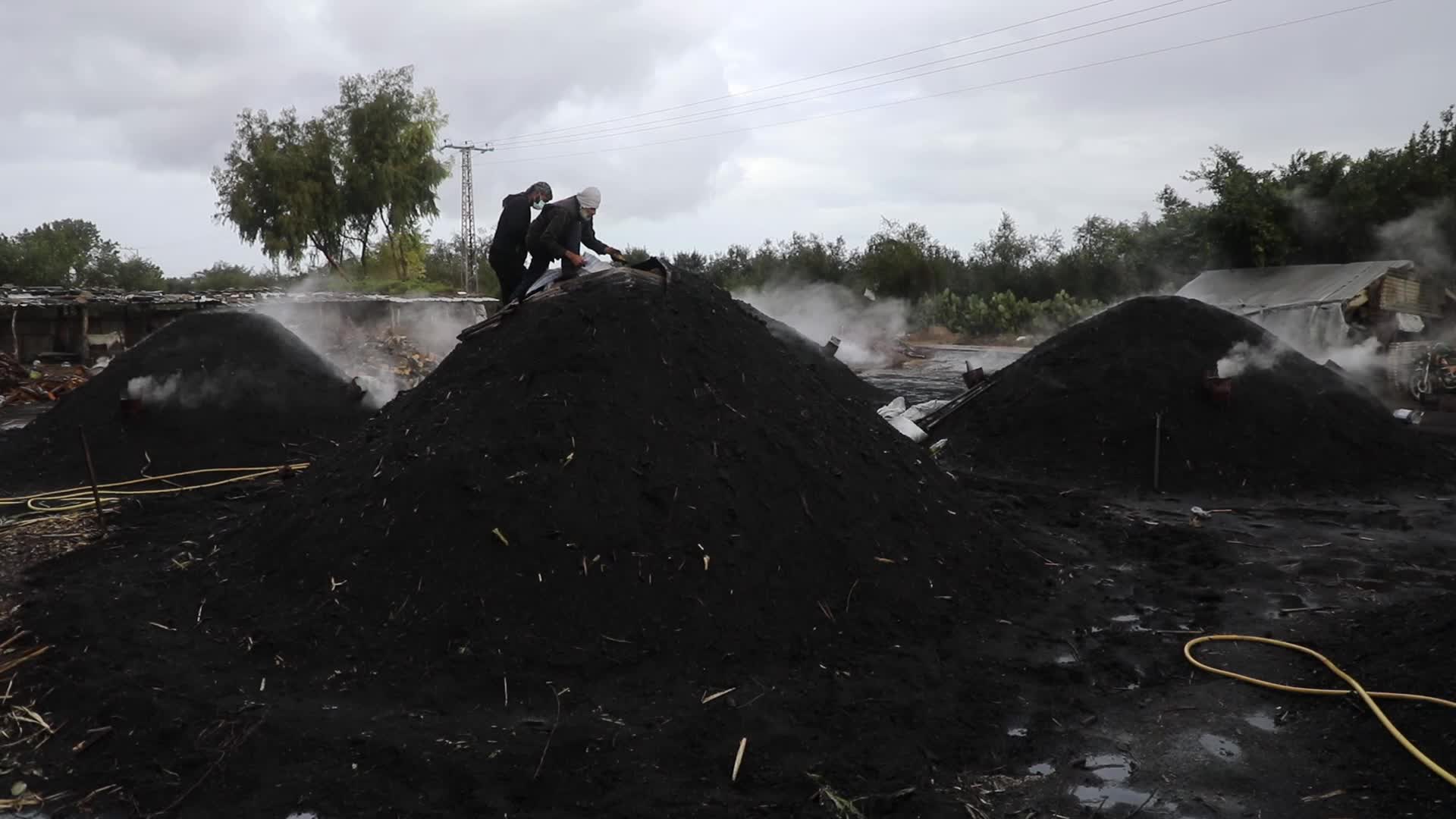 Woodcutters in Gaza, Palestine