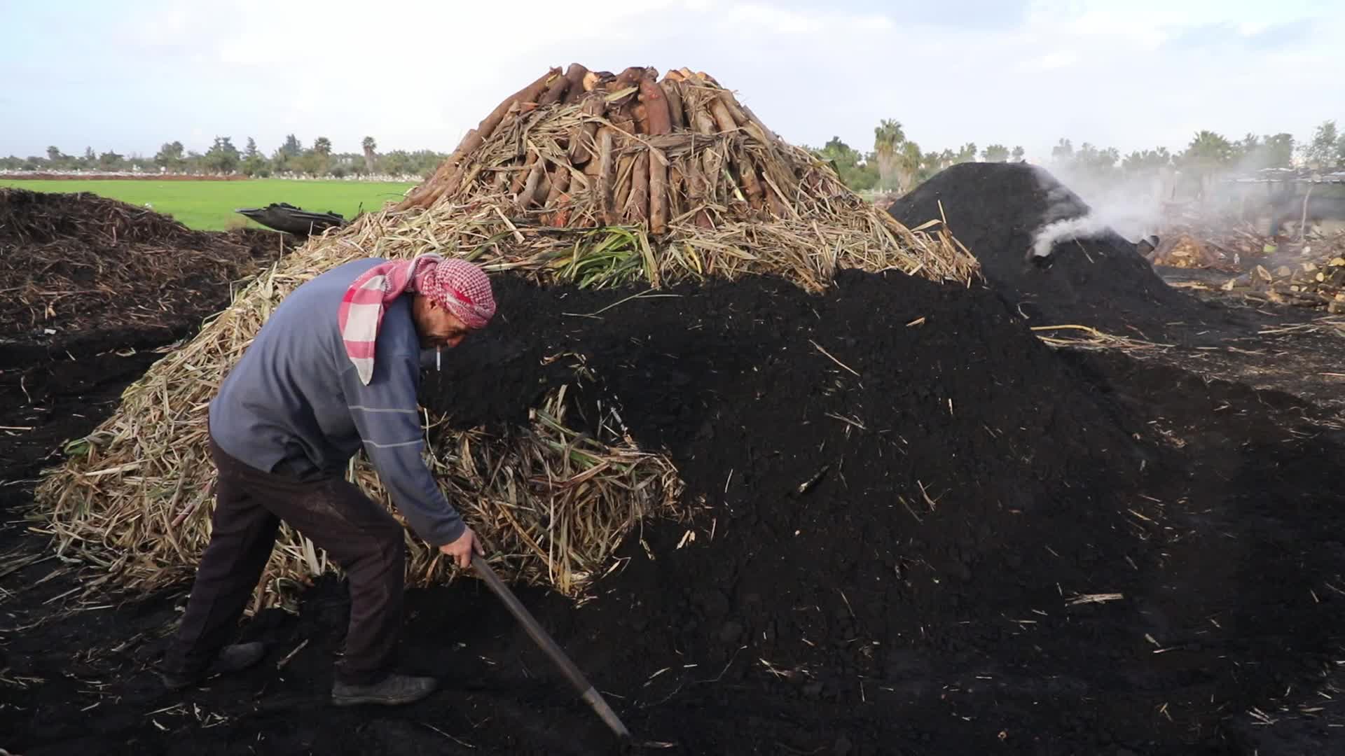 Woodcutters in Gaza, Palestine