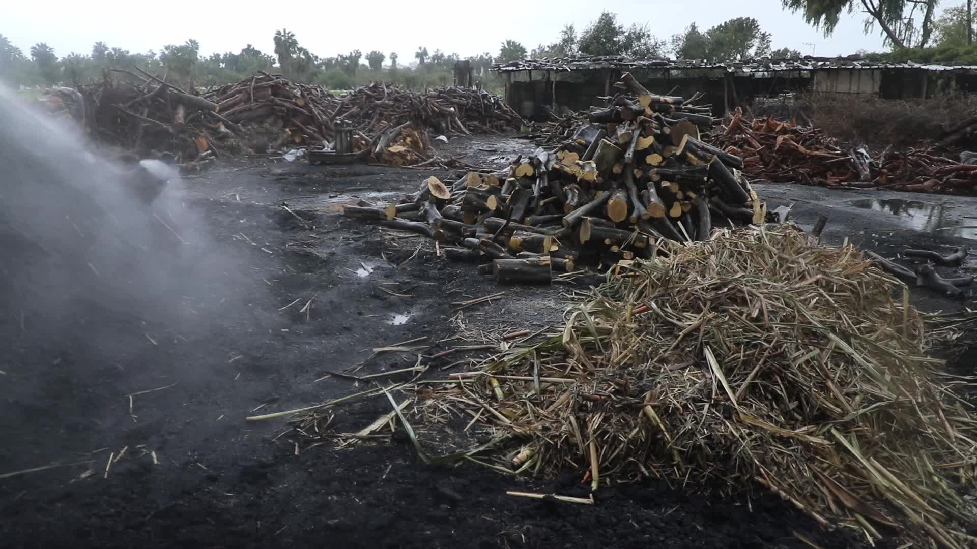 Woodcutters in Gaza, Palestine