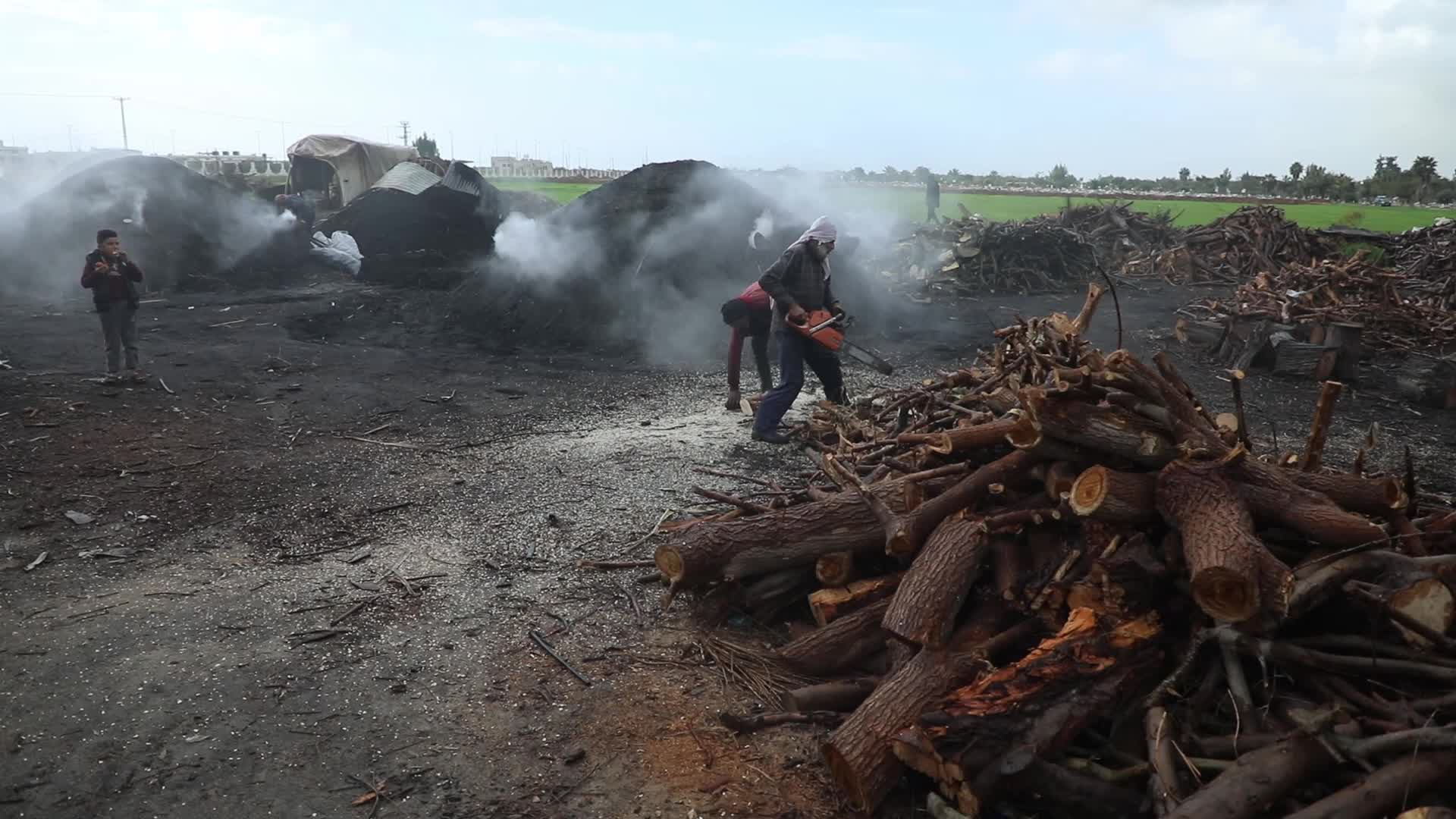 Woodcutters in Gaza, Palestine