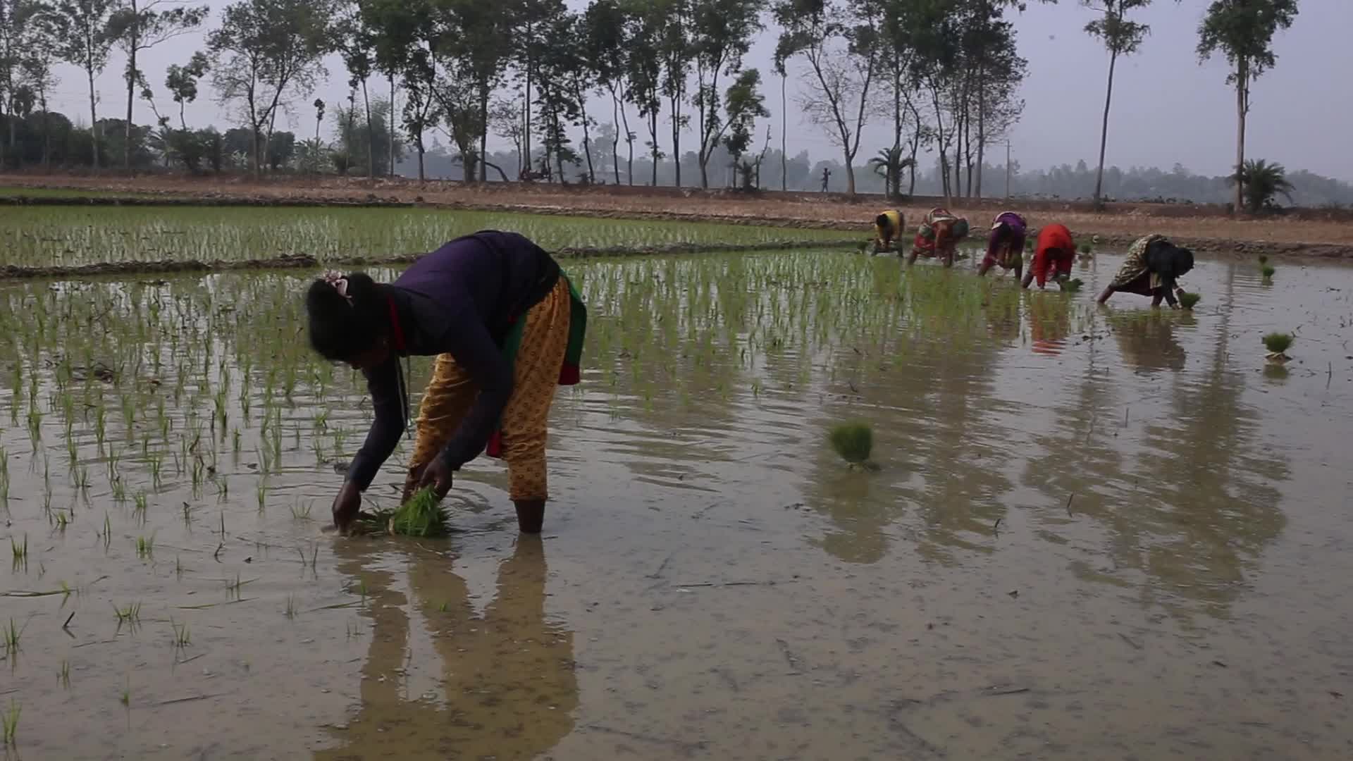 Indigenous Farmers in Naogaon 