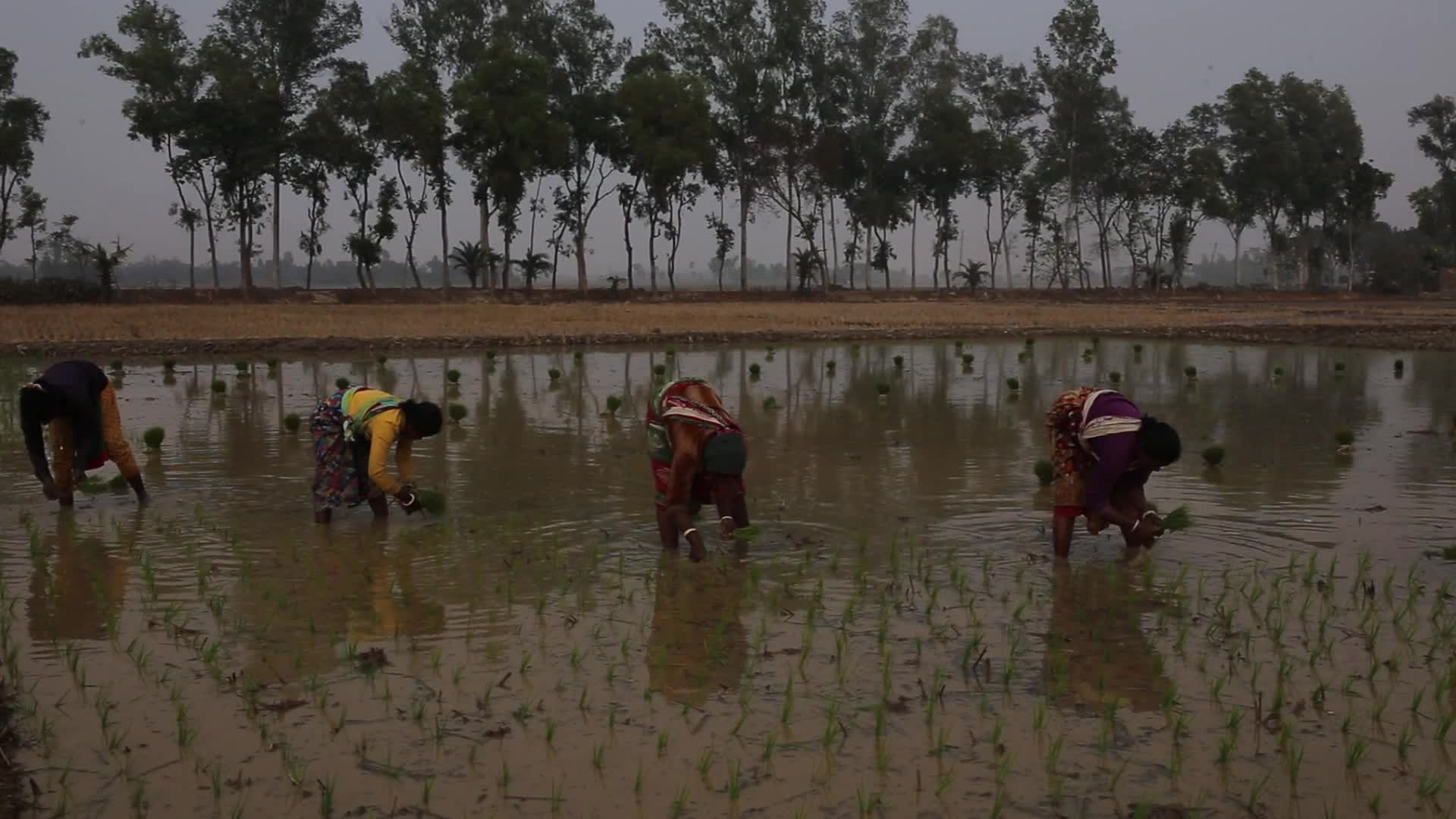 Indigenous Farmers in Naogaon 