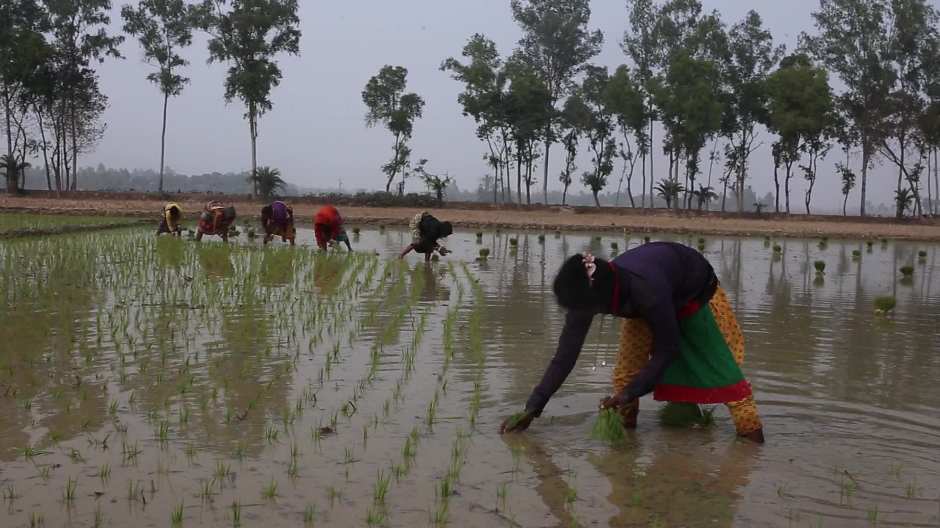 Indigenous Farmers in Naogaon 