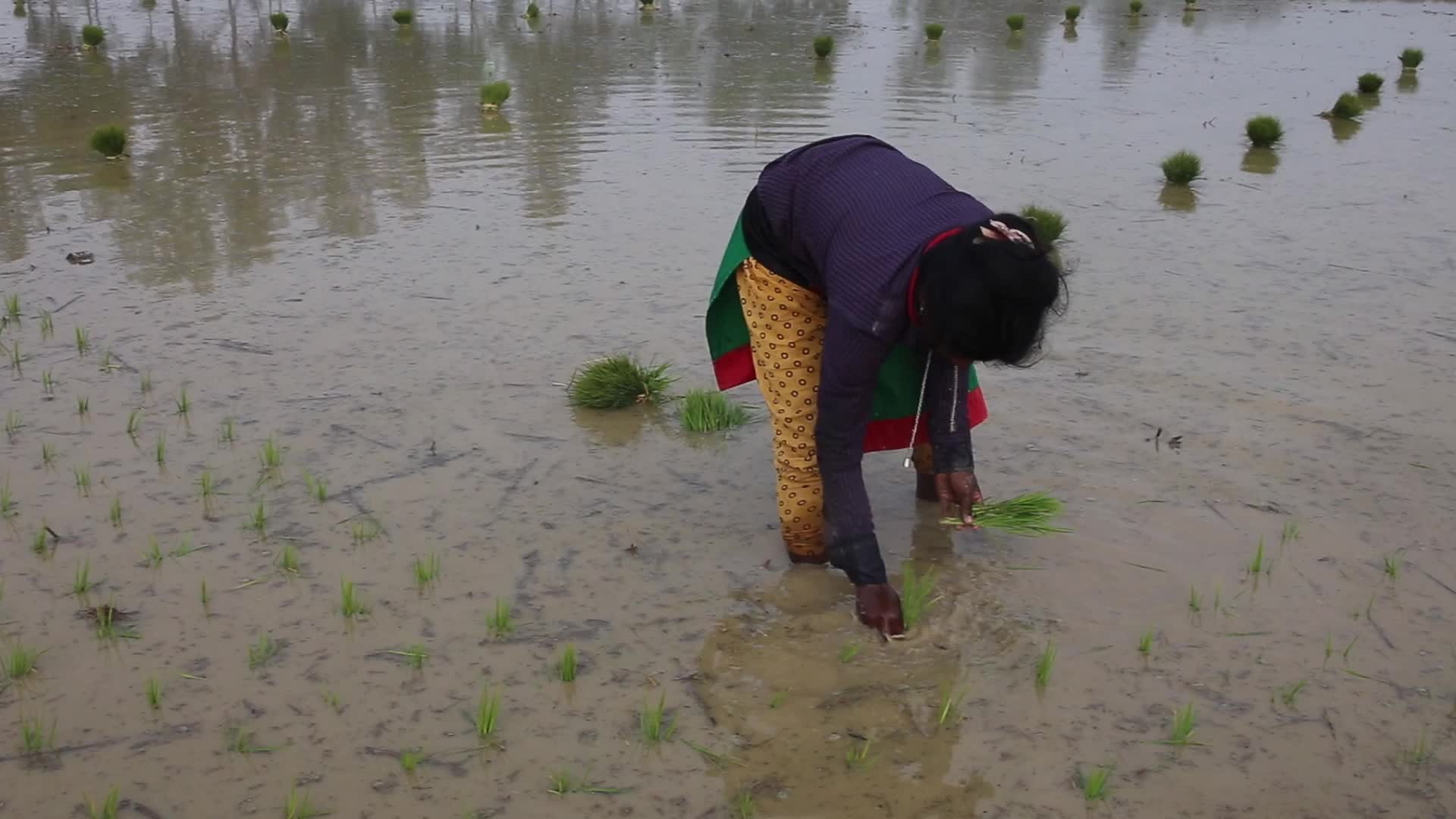 Indigenous Farmers in Naogaon 