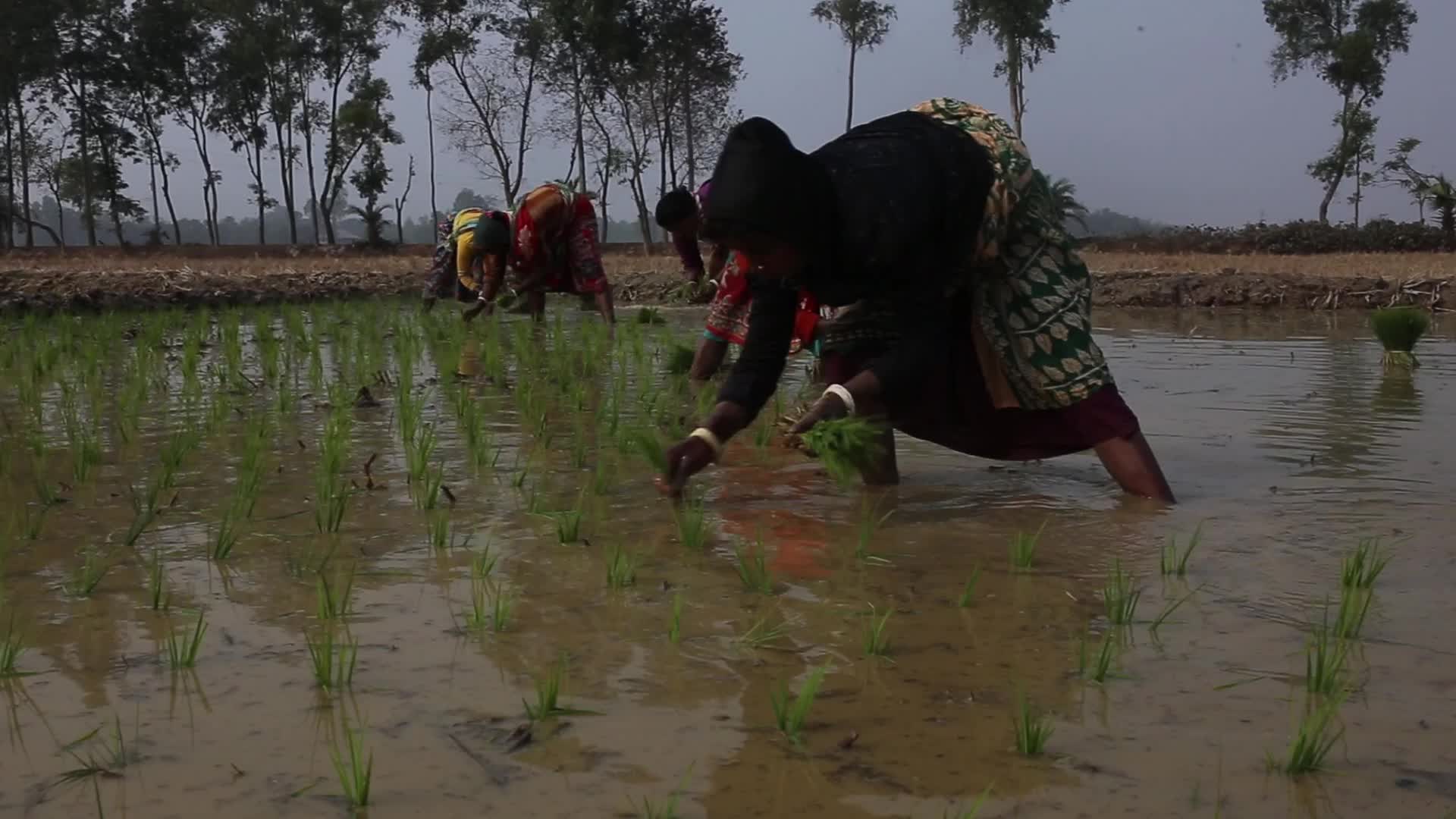 Indigenous Farmers in Naogaon 