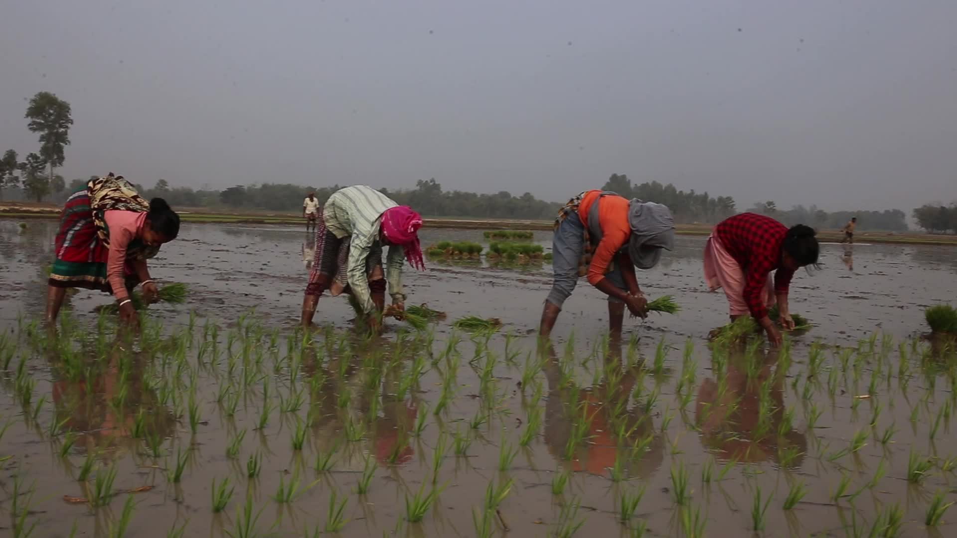 Indigenous Farmers in Naogaon 